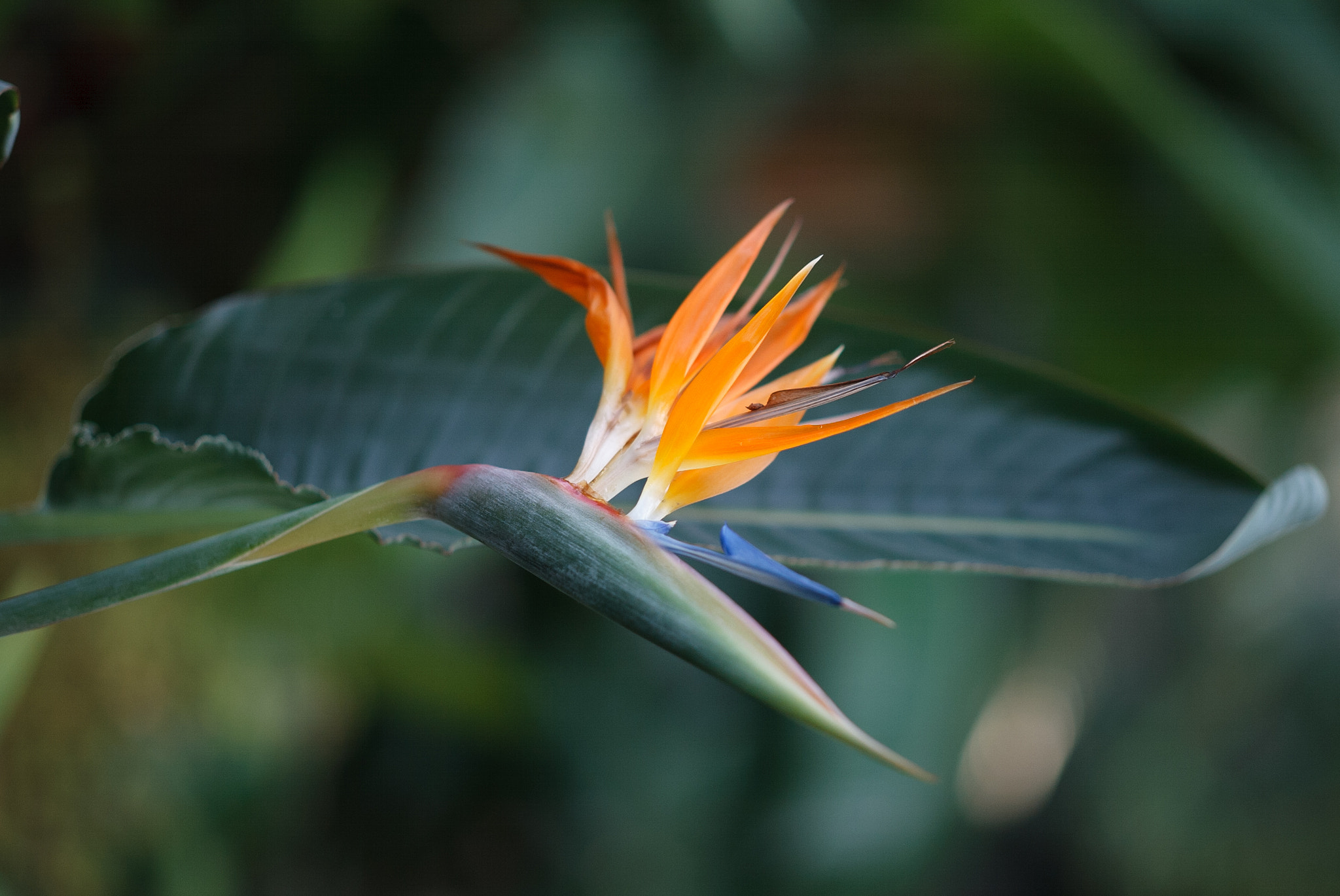 Canon EOS-1D sample photo