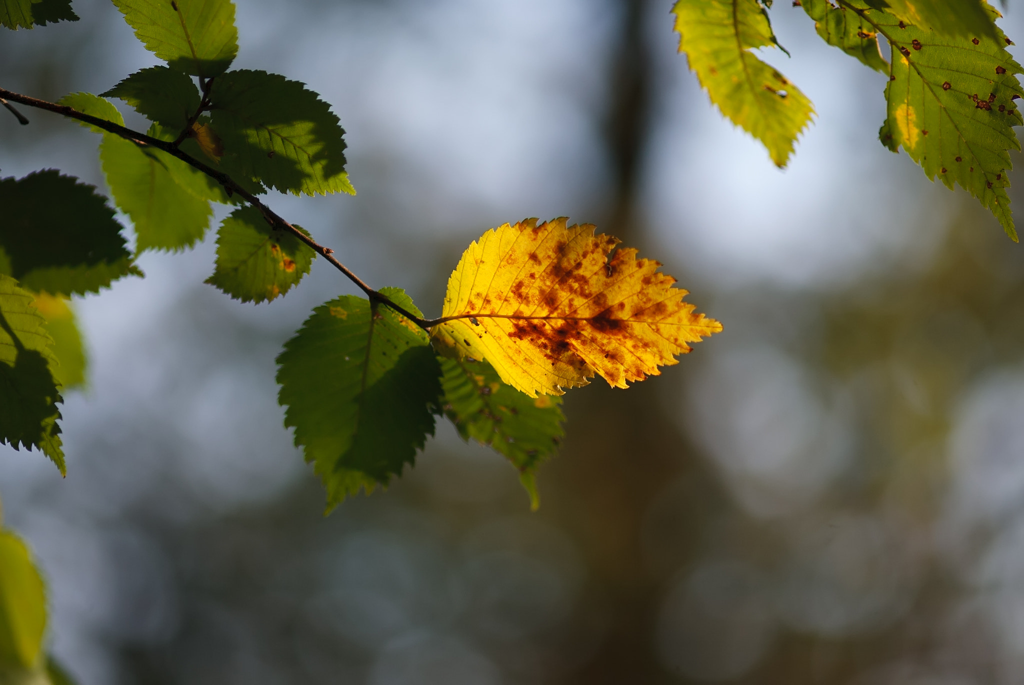 Canon EOS-1D + ZEISS Makro-Planar T* 100mm F2 sample photo