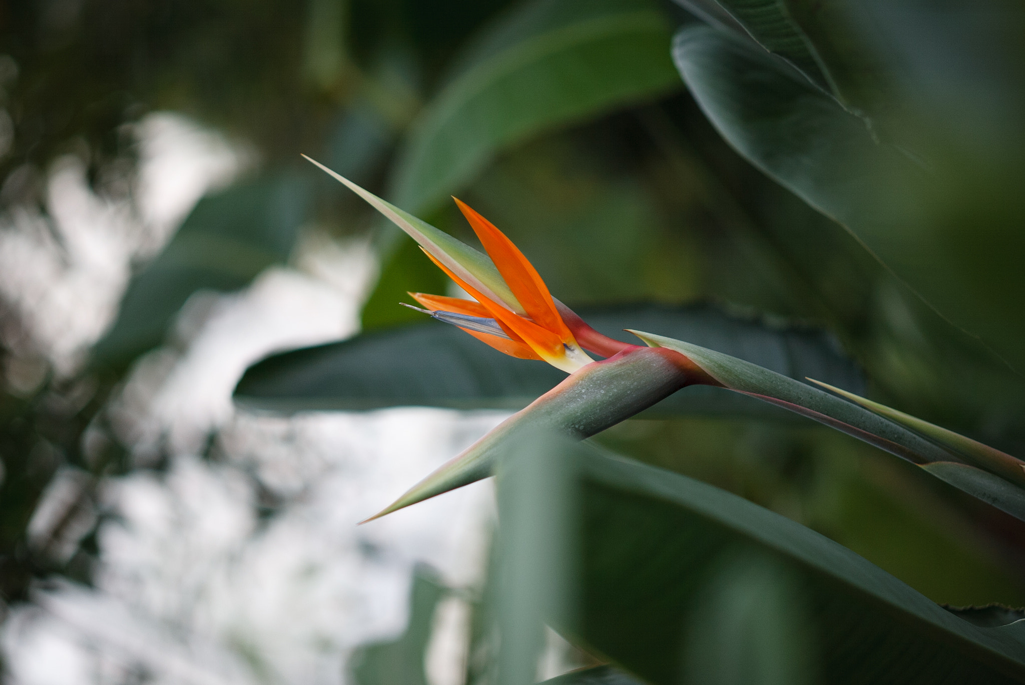 Canon EOS-1D sample photo