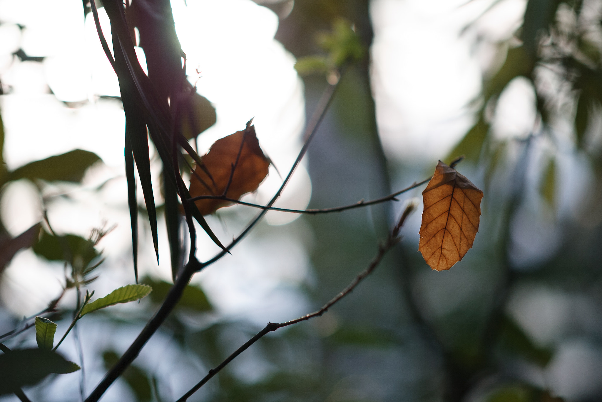 Canon EOS-1D + Zeiss Milvus 85mm f/1.4 sample photo