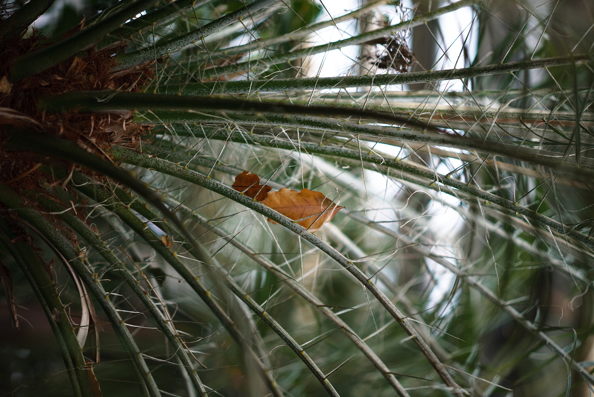 Canon EOS-1D sample photo