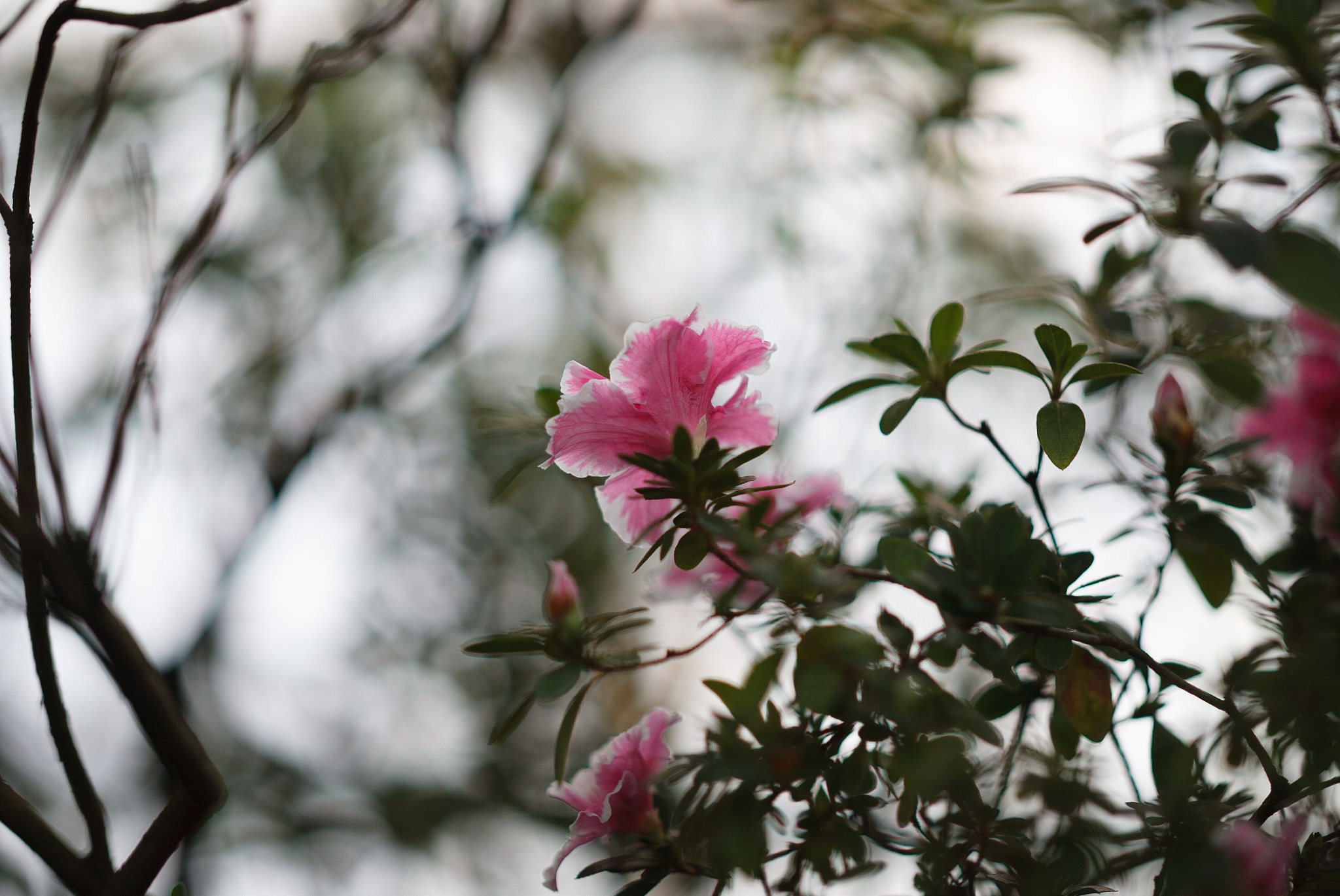 Canon EOS-1D + Zeiss Milvus 85mm f/1.4 sample photo