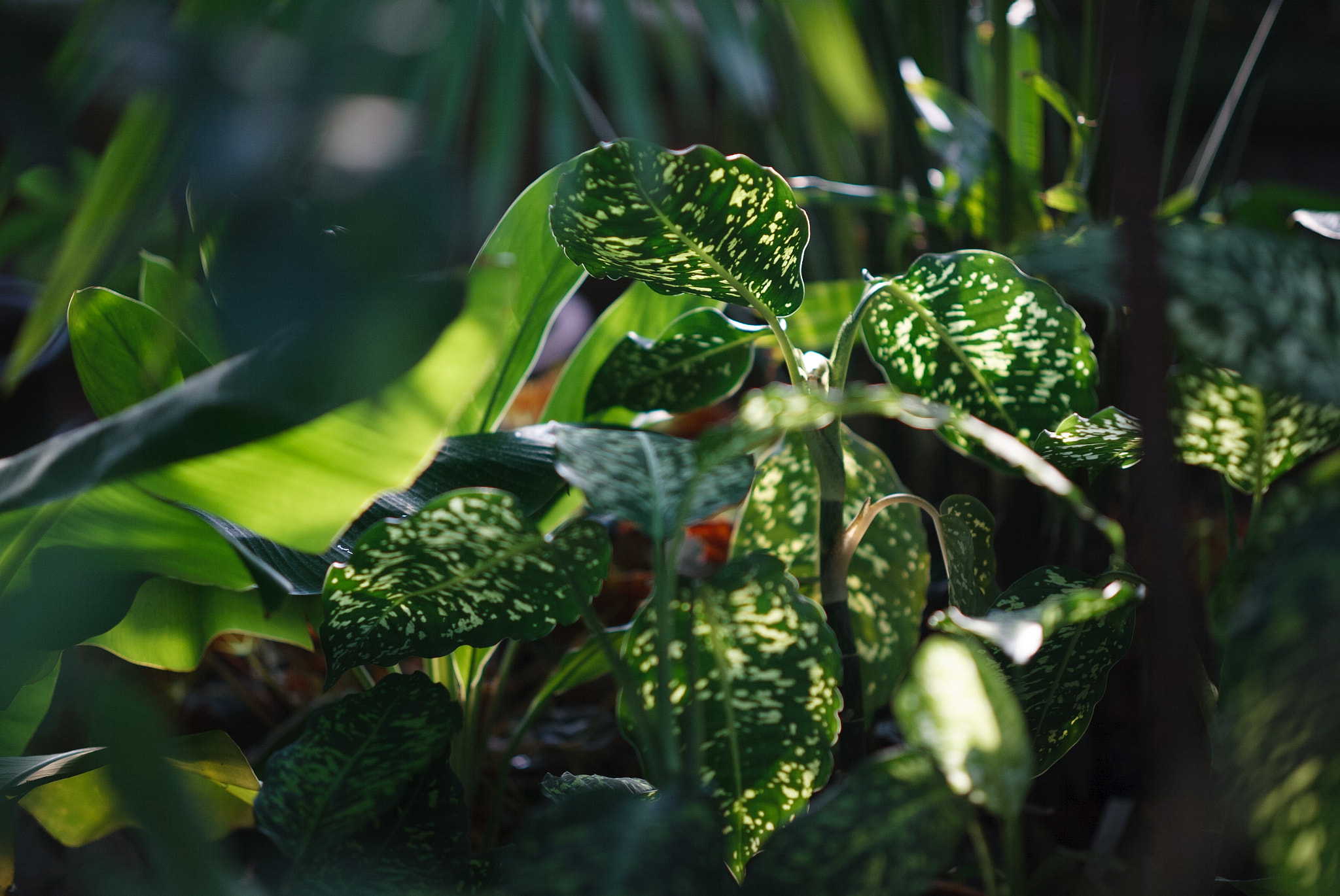 Canon EOS-1D sample photo