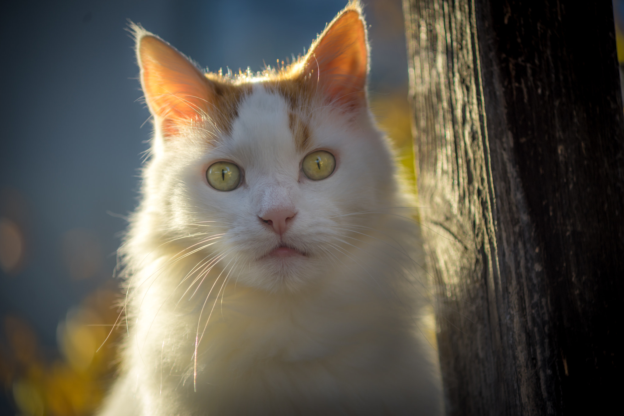 Minolta AF 70-210mm F4 Macro sample photo. El tigre photography
