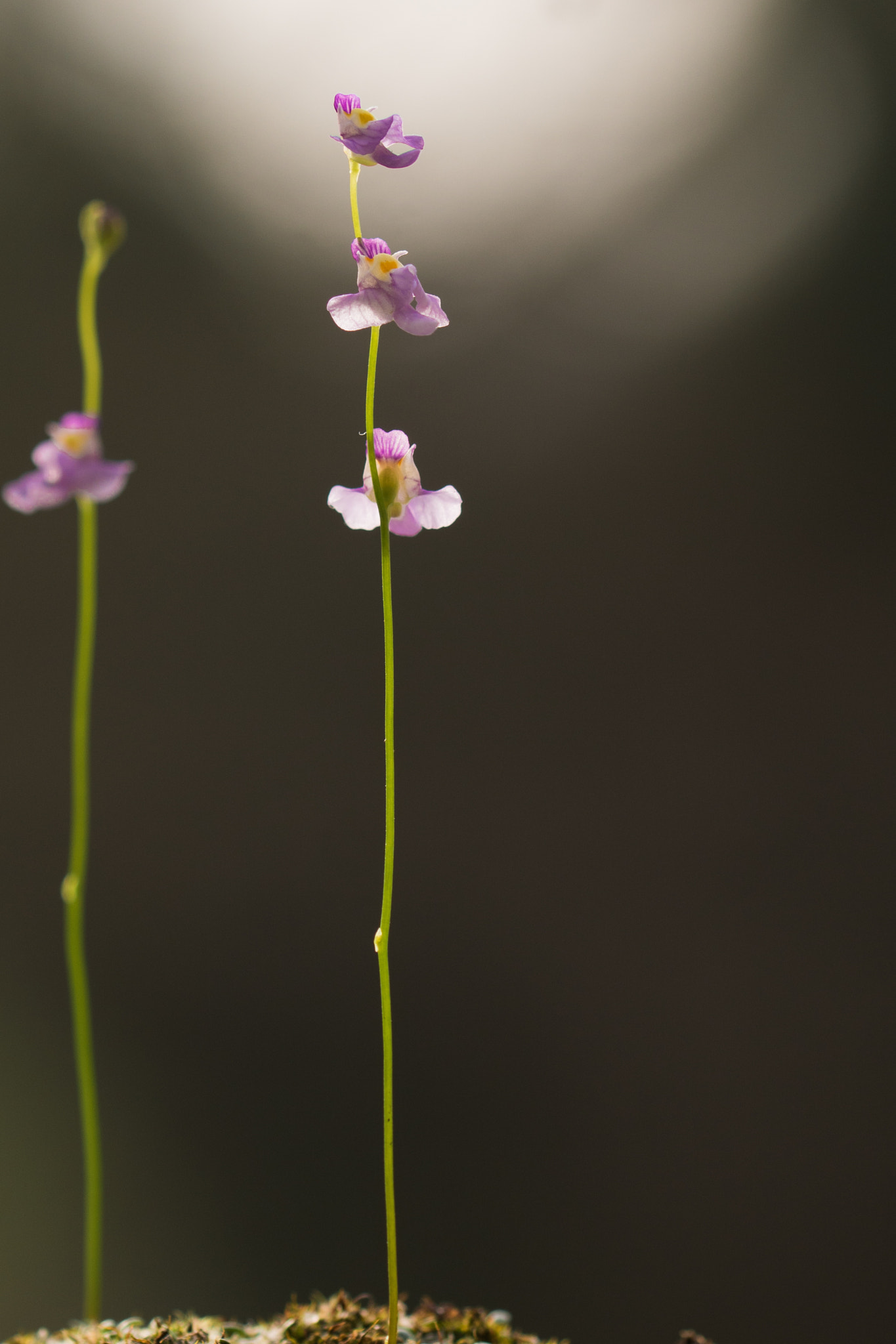Sony ILCA-77M2 + 90mm F2.8 Macro SSM sample photo. Utricularia warburgii photography
