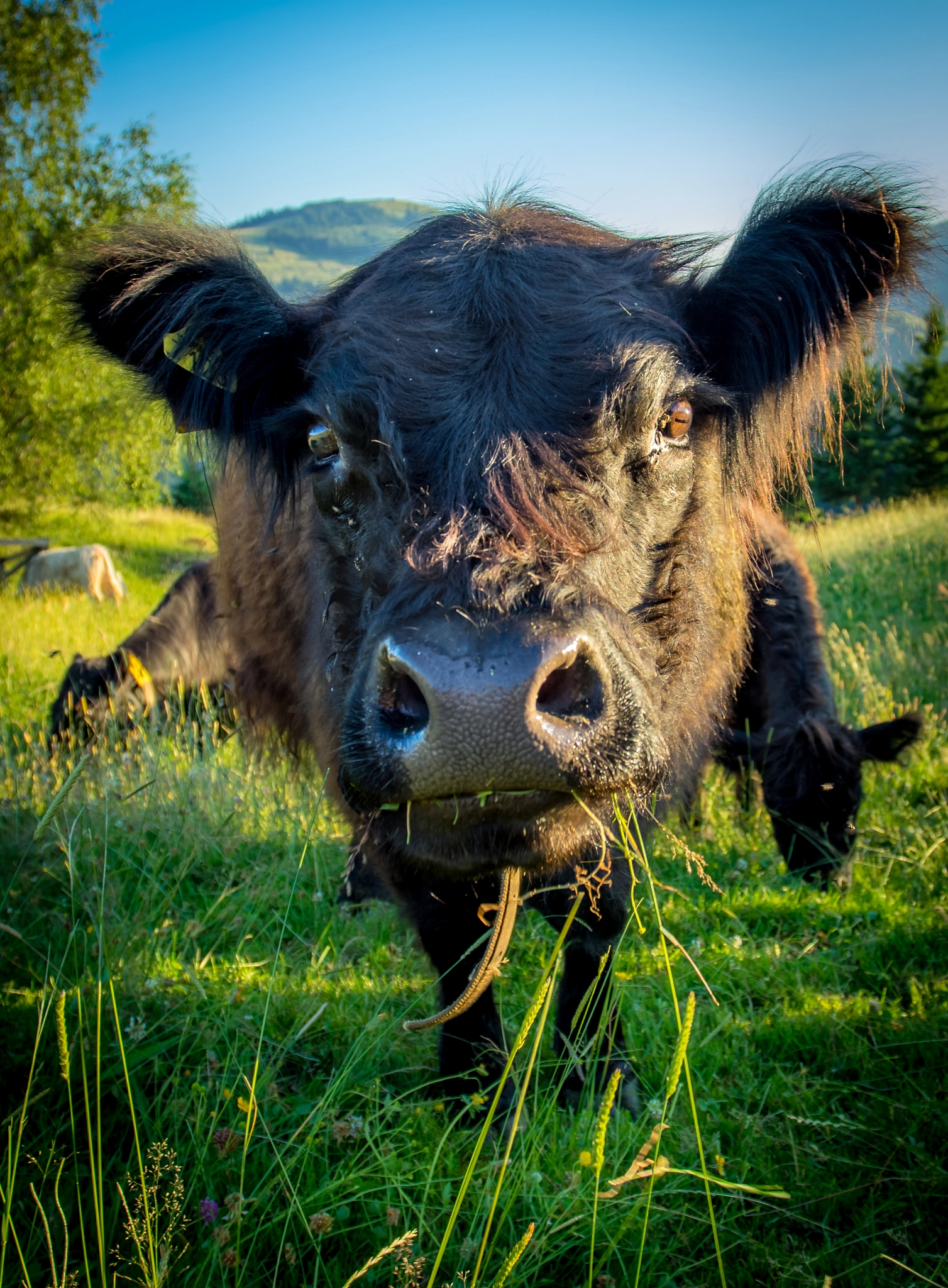 Sony a7 II + Canon EF 17-40mm F4L USM sample photo. Muuuh photography