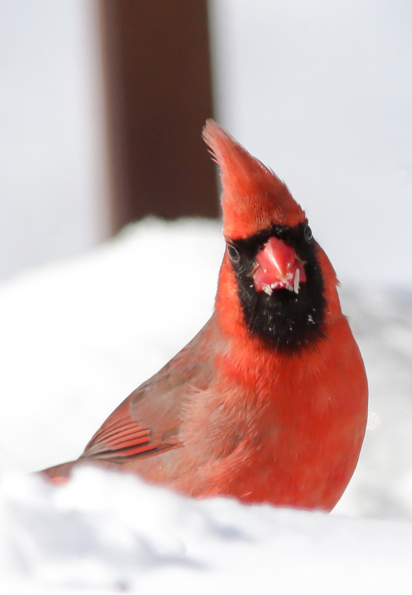 Canon EF 300mm f/4L + 1.4x sample photo. Red bird in the snow photography