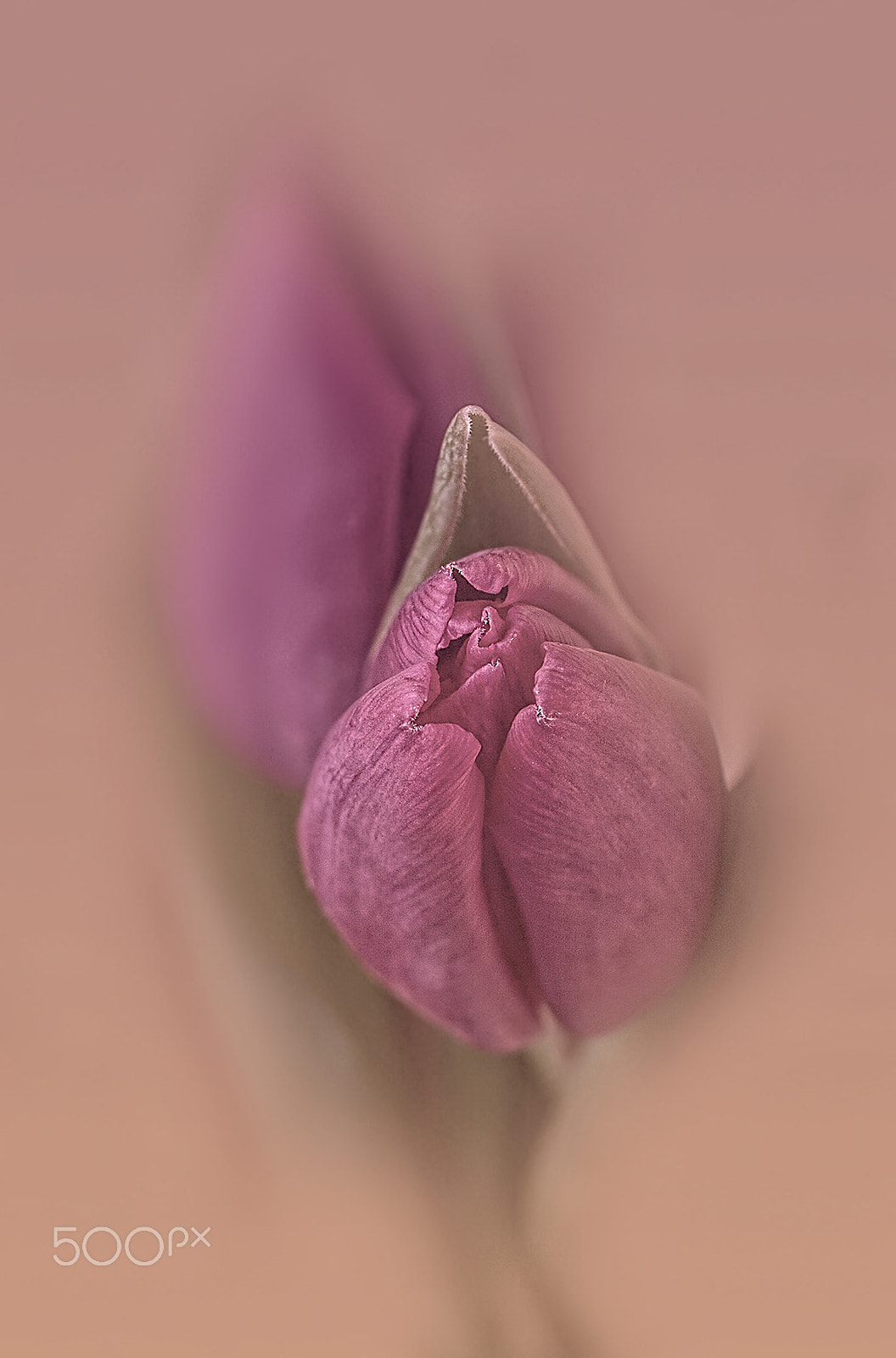 Canon EOS 40D + Canon EF 100mm F2.8 Macro USM sample photo. Tulips from zetten photography
