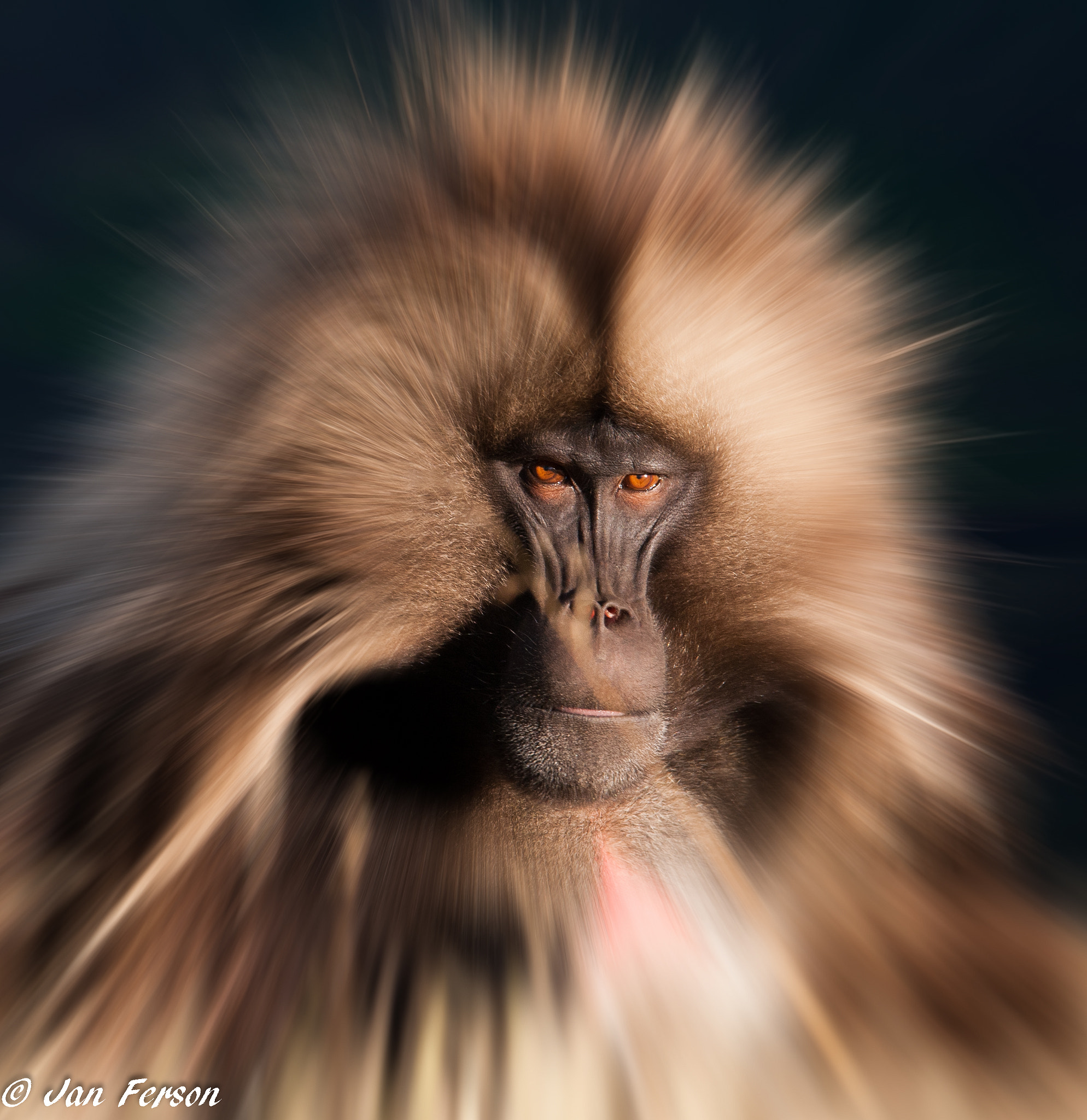 Canon EOS 400D (EOS Digital Rebel XTi / EOS Kiss Digital X) sample photo. A modified gelada baboon photography