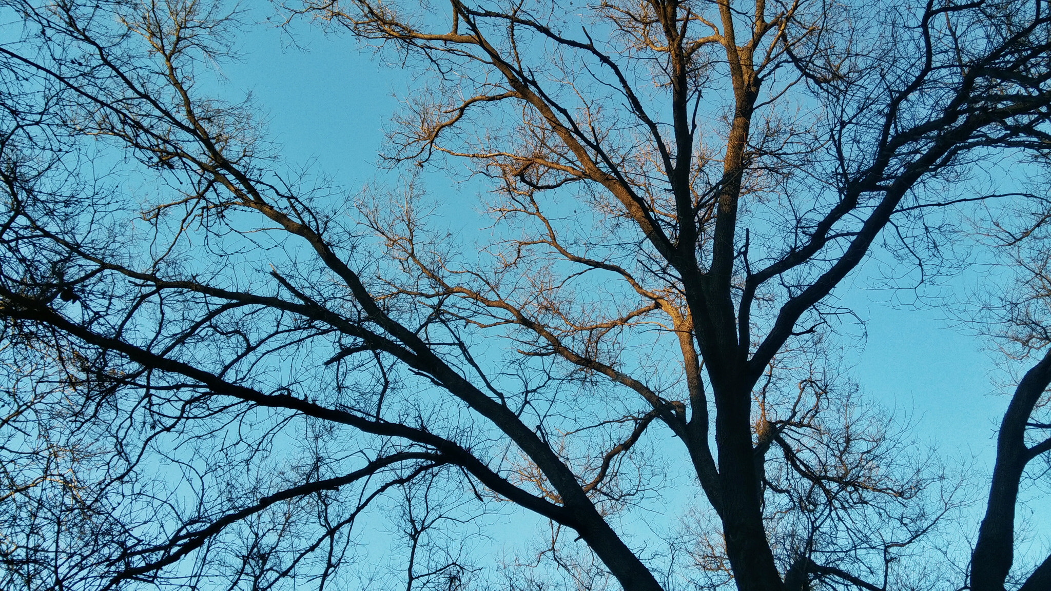 ZTE GRAND S II LTE sample photo. Tree photography