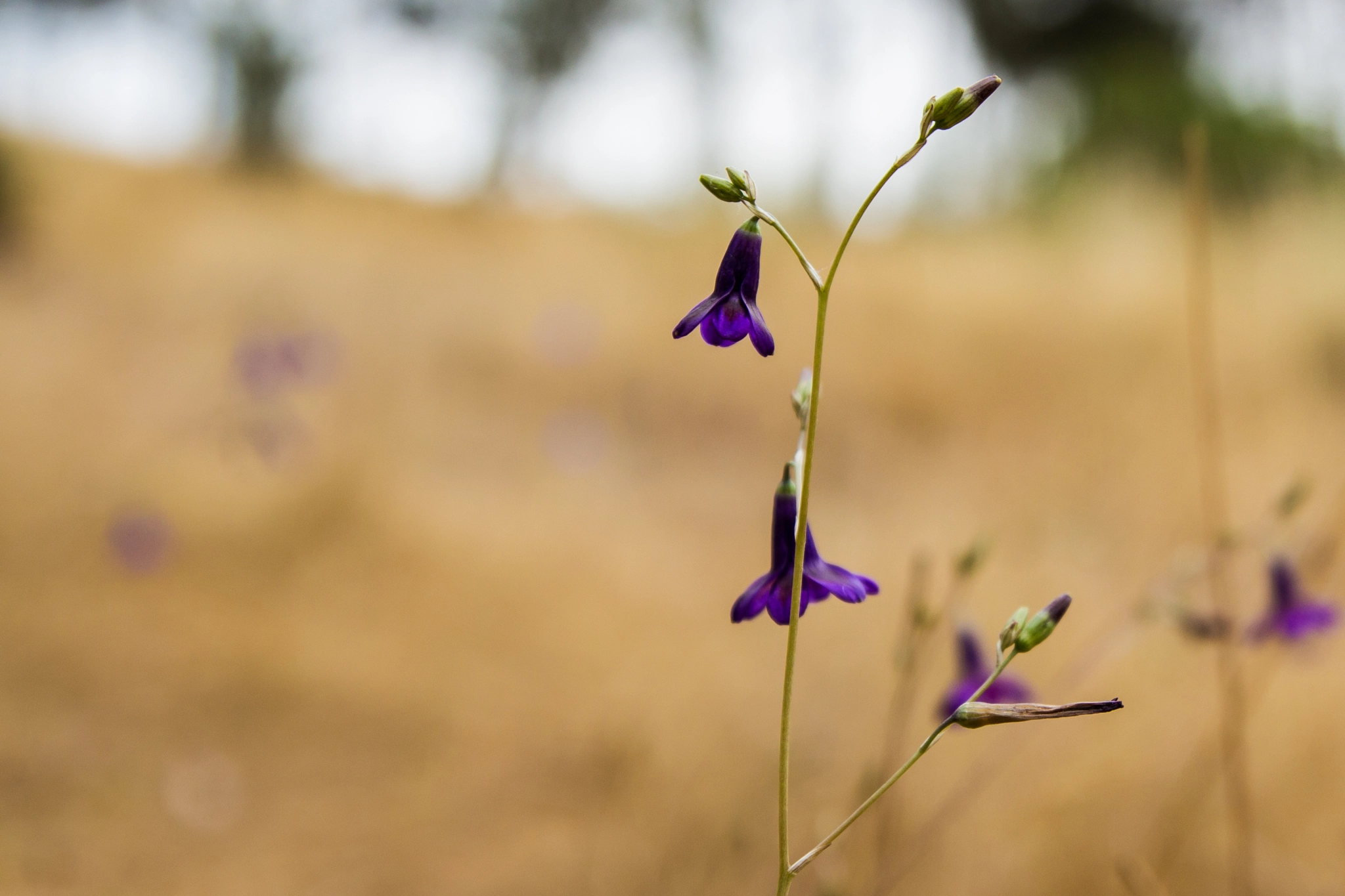 Tamron SP AF 17-50mm F2.8 XR Di II LD Aspherical (IF) sample photo. Conanthera campanulata photography