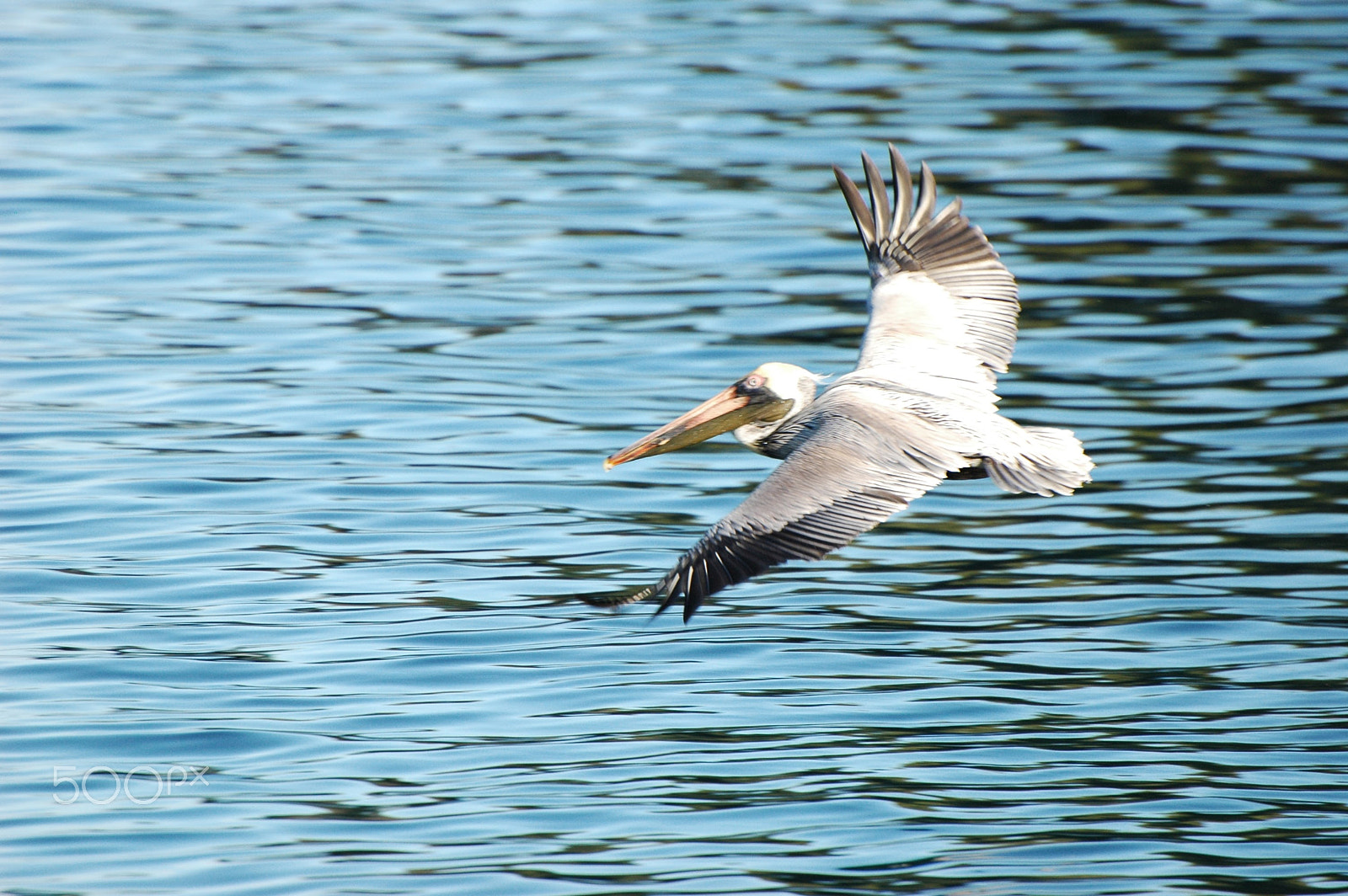 Nikon D70s sample photo. Brown pelican photography
