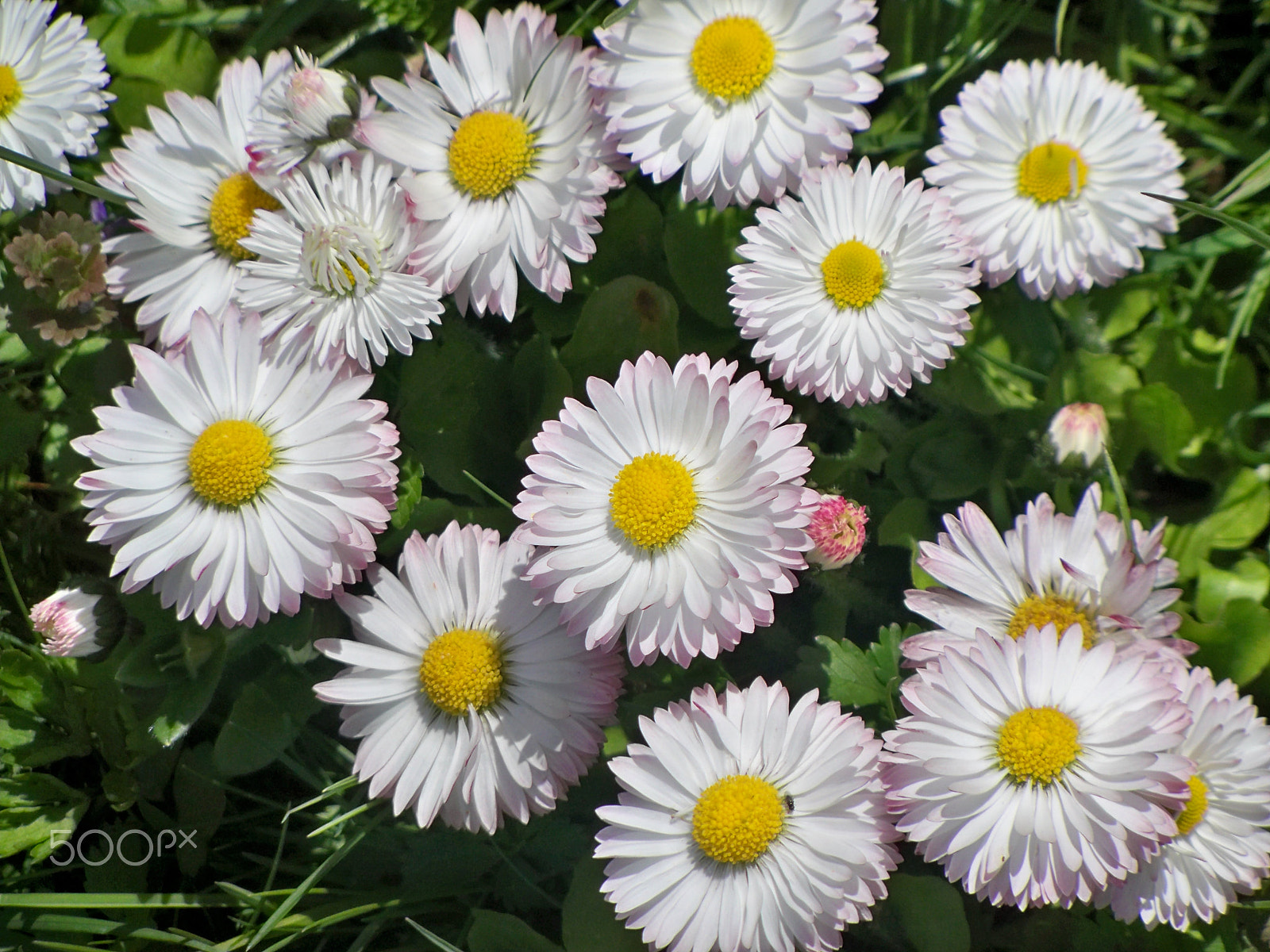 Kodak EASYSHARE Z950 DIGITAL CAMERA sample photo. Flowers photography