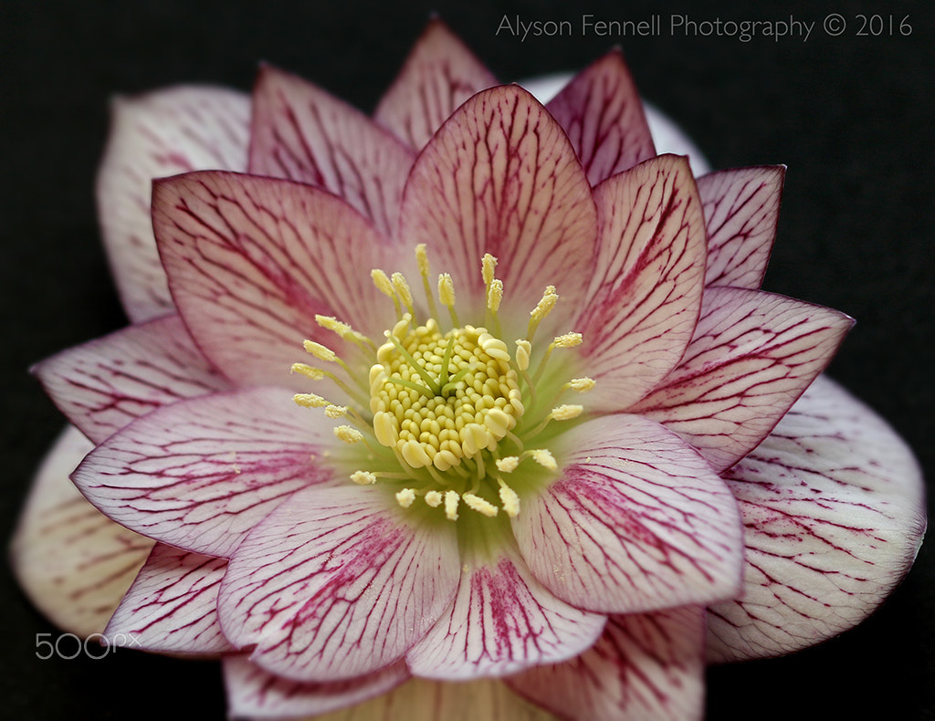 Canon EF 100mm F2.8 Macro USM sample photo. Hellebore on black photography
