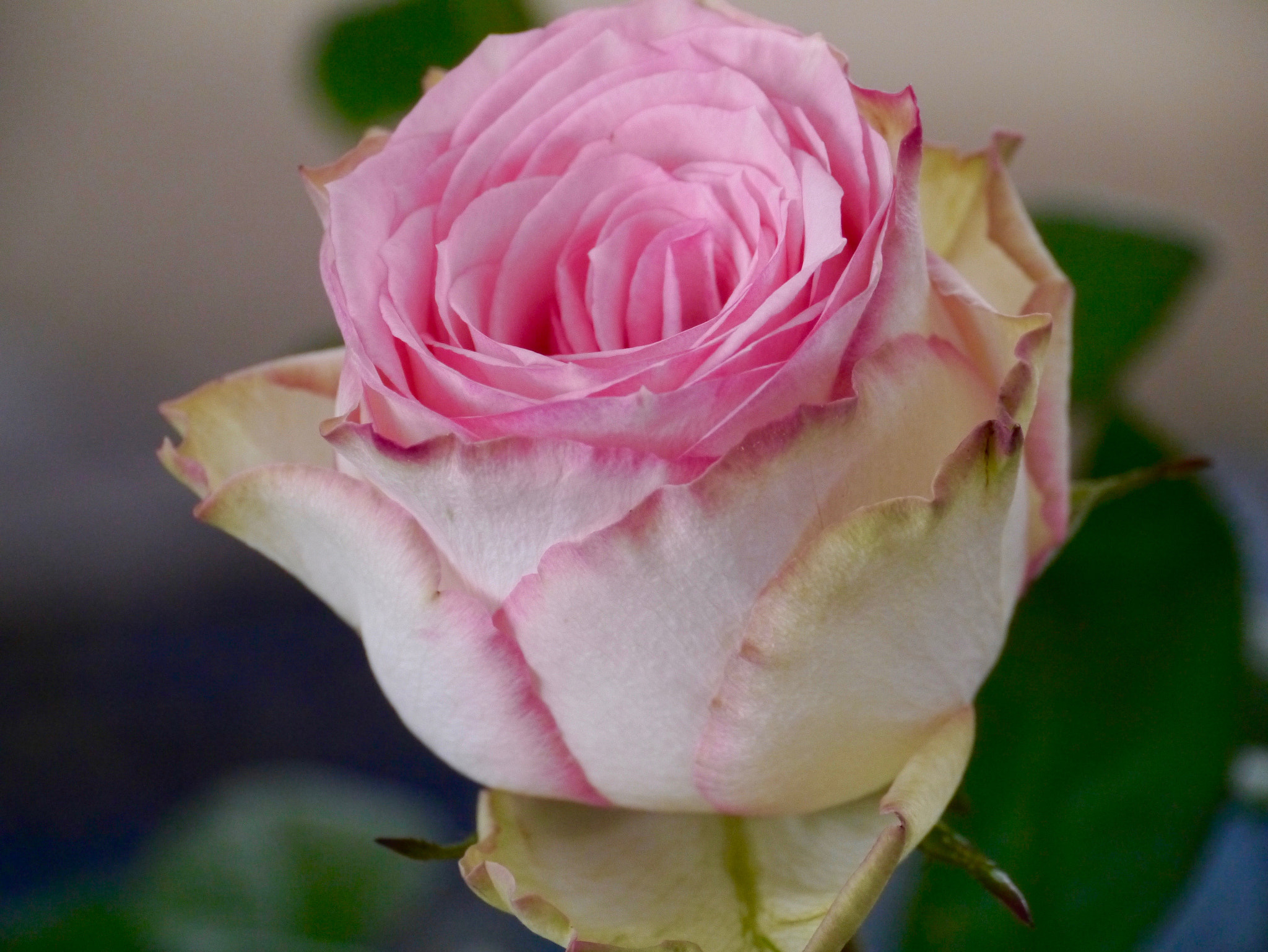 Panasonic Lumix DMC-GX1 sample photo. Rose en vase trop tôt pour être du jardin! photography