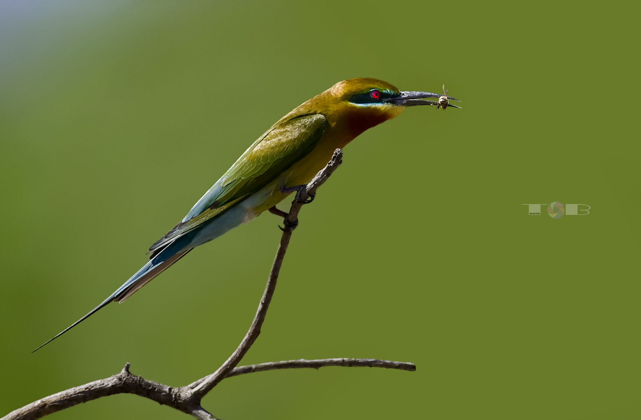 Nikon AF-S Nikkor 600mm F4D ED-IF II sample photo
