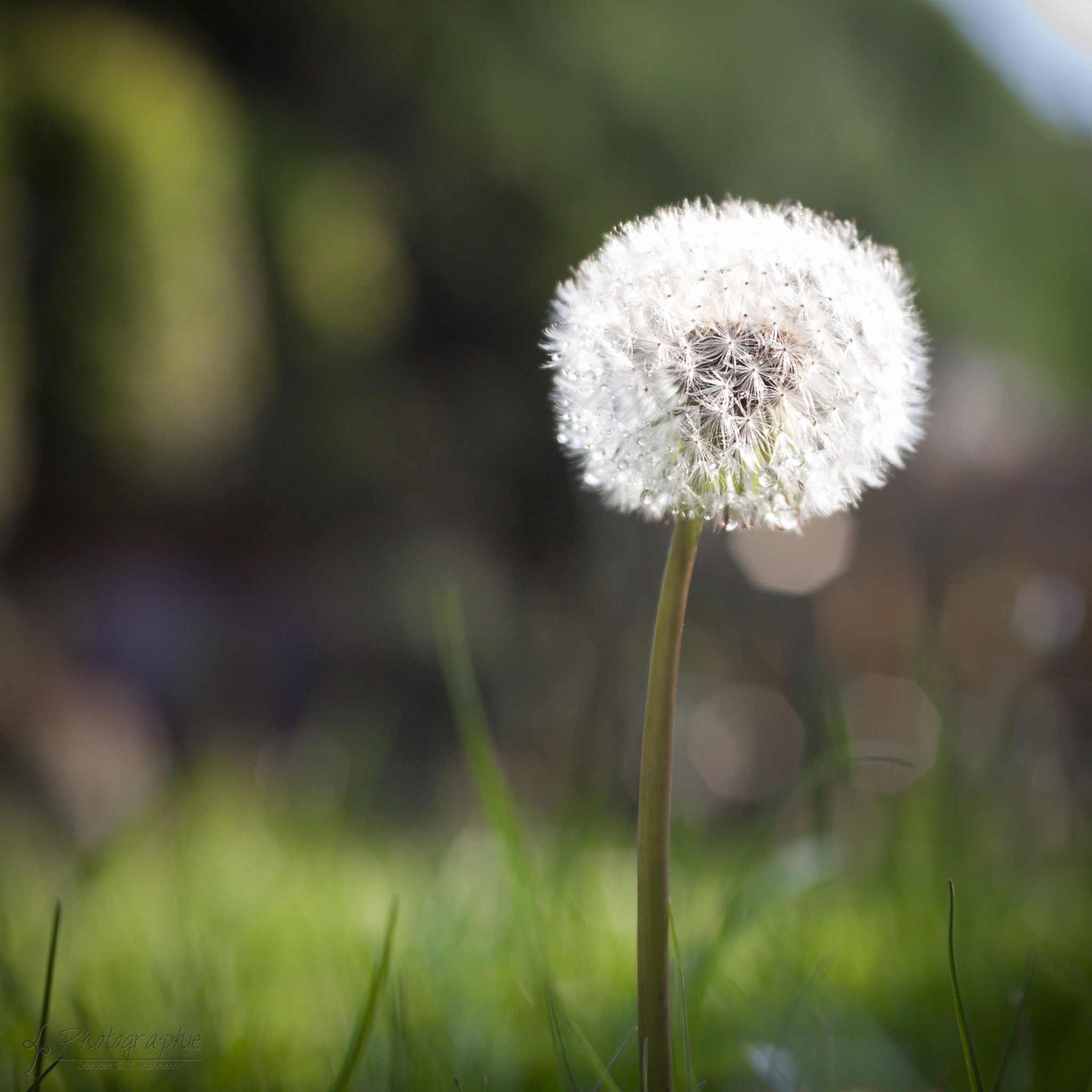 Sigma 30mm F1.4 EX DC HSM sample photo. Dandelion after rain photography