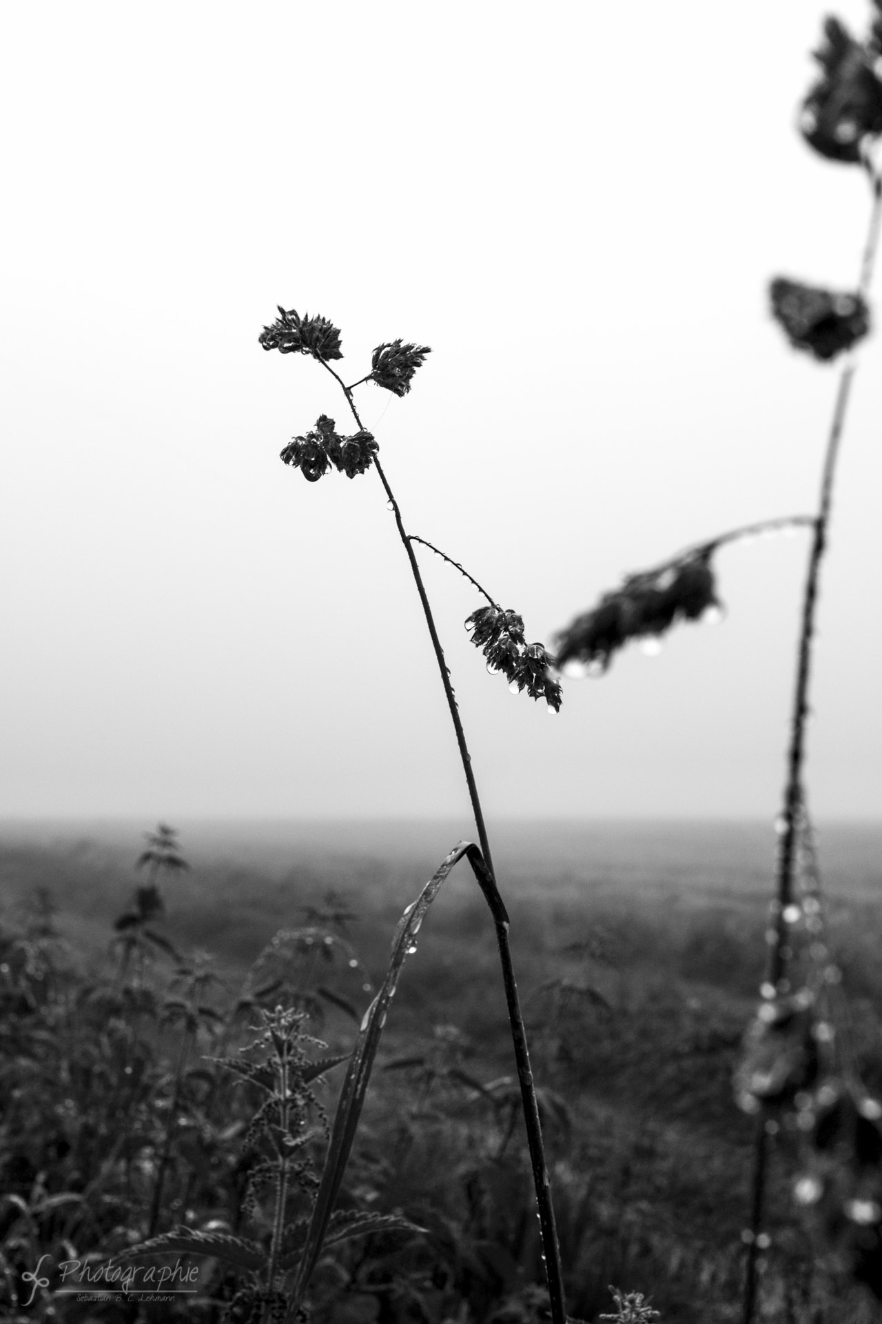 Sigma 30mm F1.4 EX DC HSM sample photo. Misty day photography