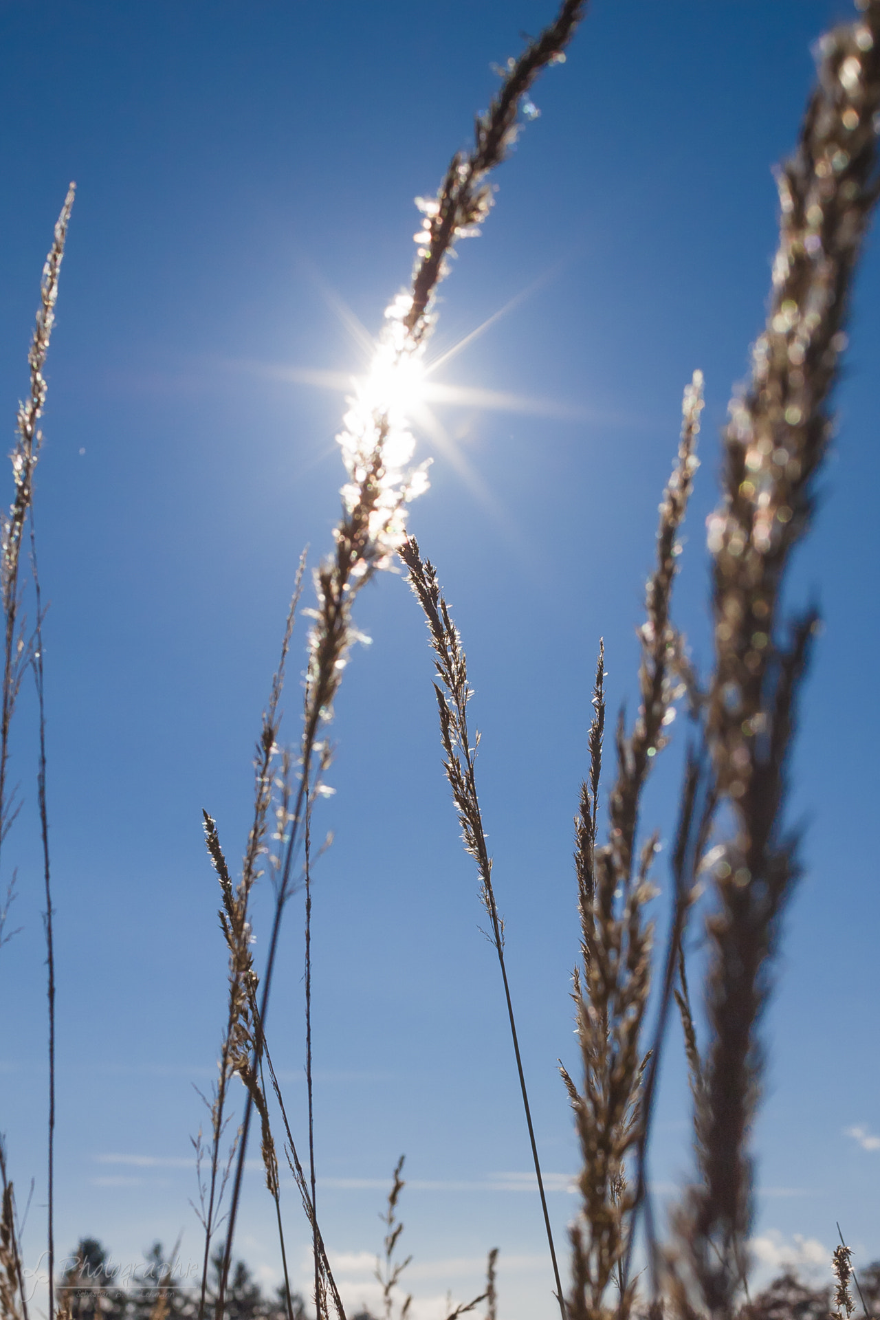 Sigma 30mm F1.4 EX DC HSM sample photo. Grass in november sun photography