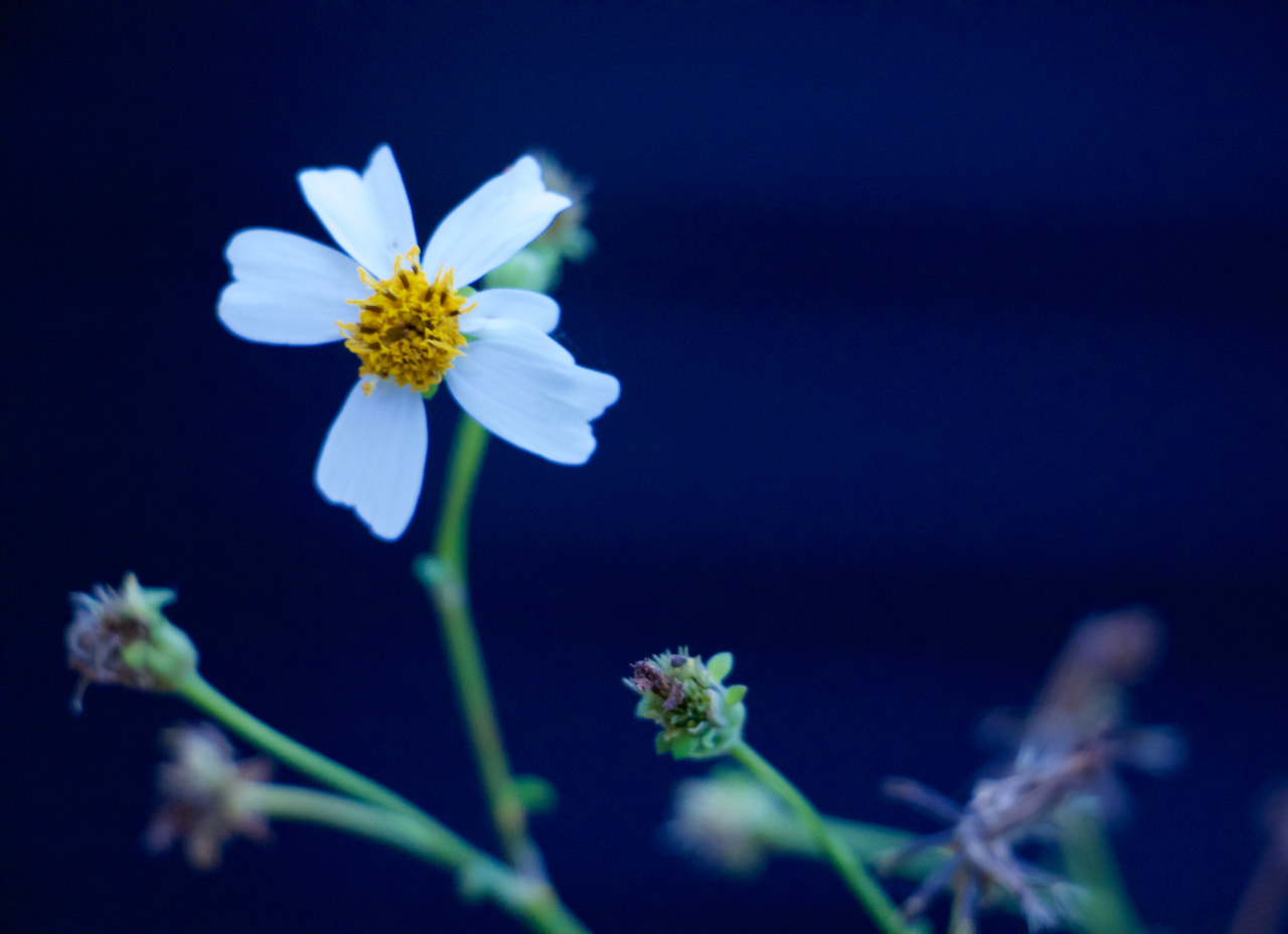 Canon EOS M sample photo. Kcb studios flower photography