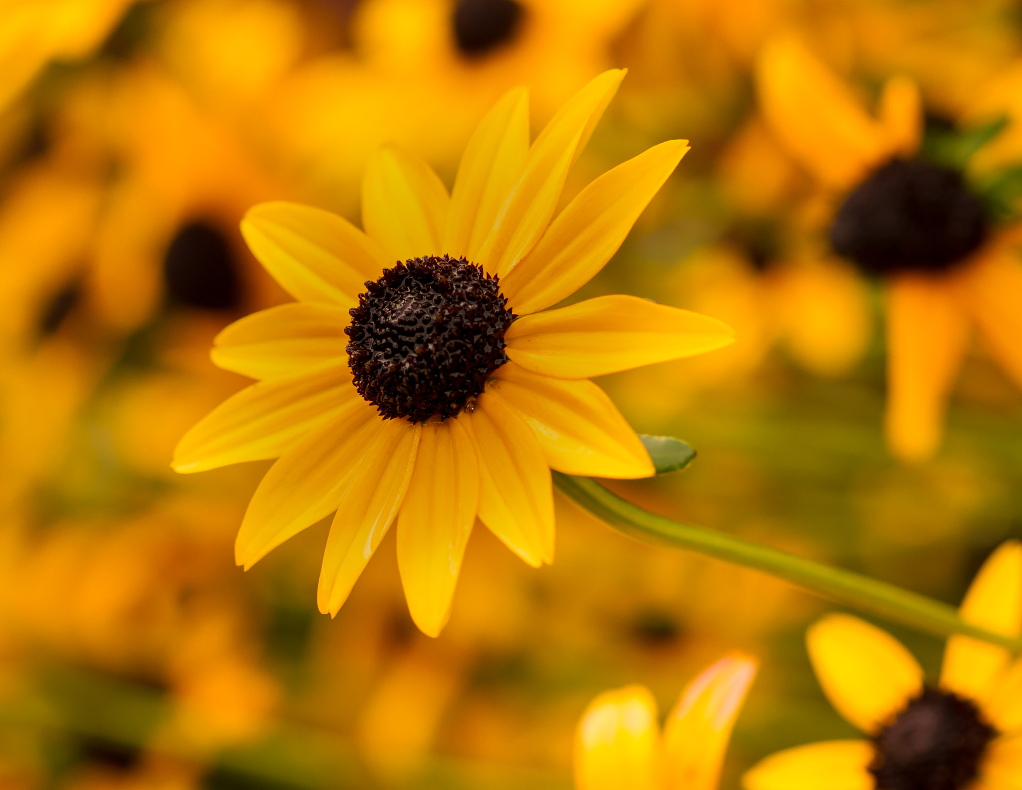 Canon EOS 7D + Canon EF 100mm F2.8 Macro USM sample photo. Radiance photography