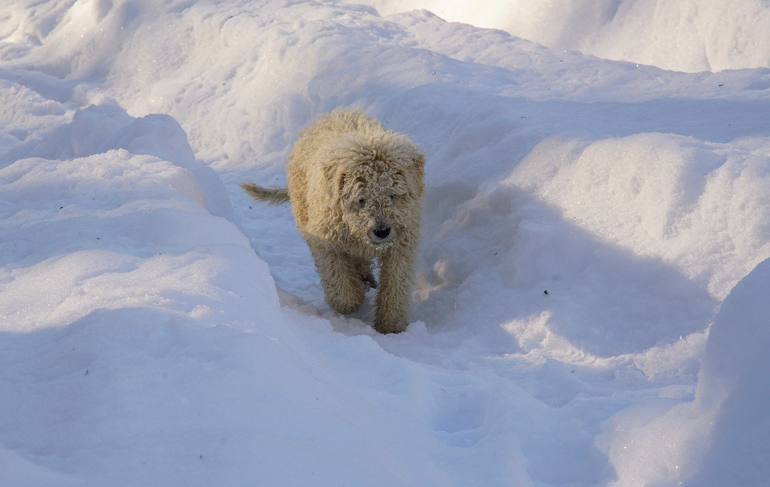 24-105mm F4 G SSM OSS sample photo. Sandor in snow path photography