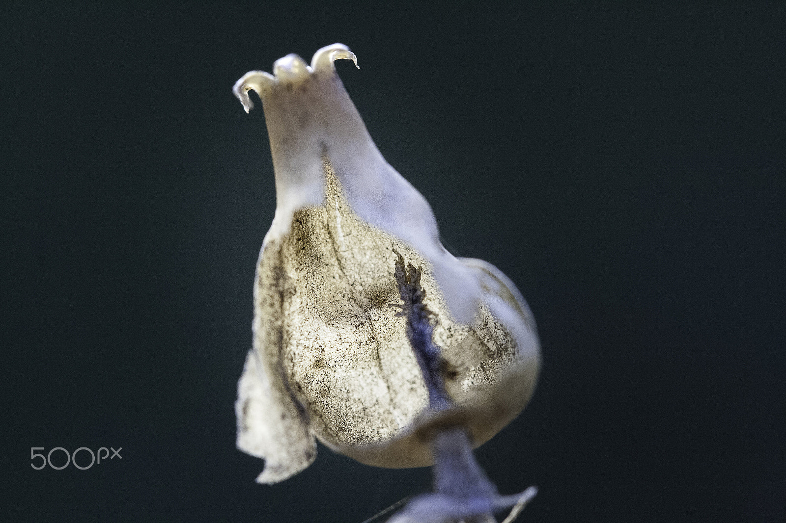 Canon EF-S 60mm F2.8 Macro USM sample photo. Anonymous flower ... photography