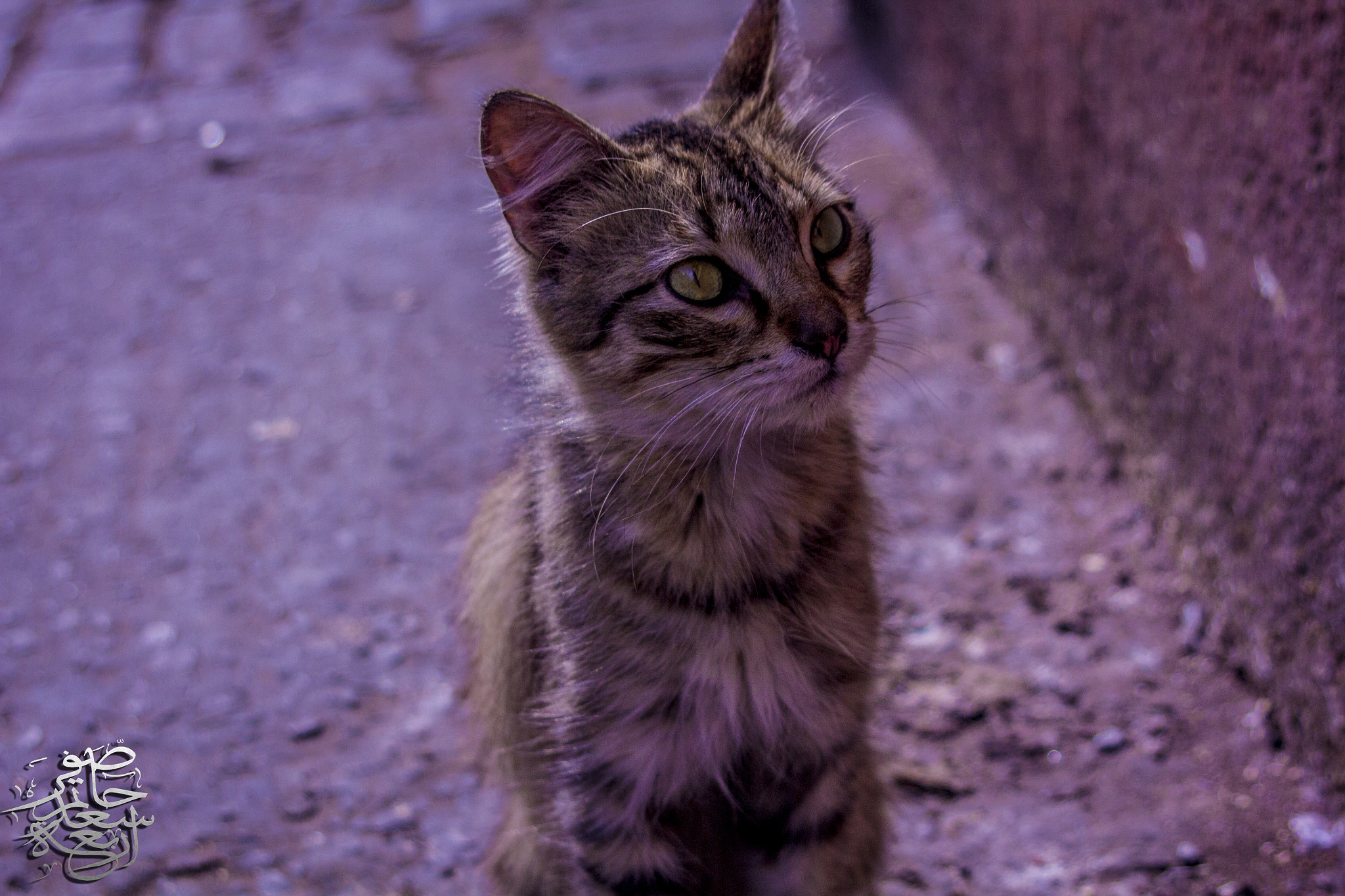 Canon EF 38-76mm f/4.5-5.6 sample photo. Beauty cat photography