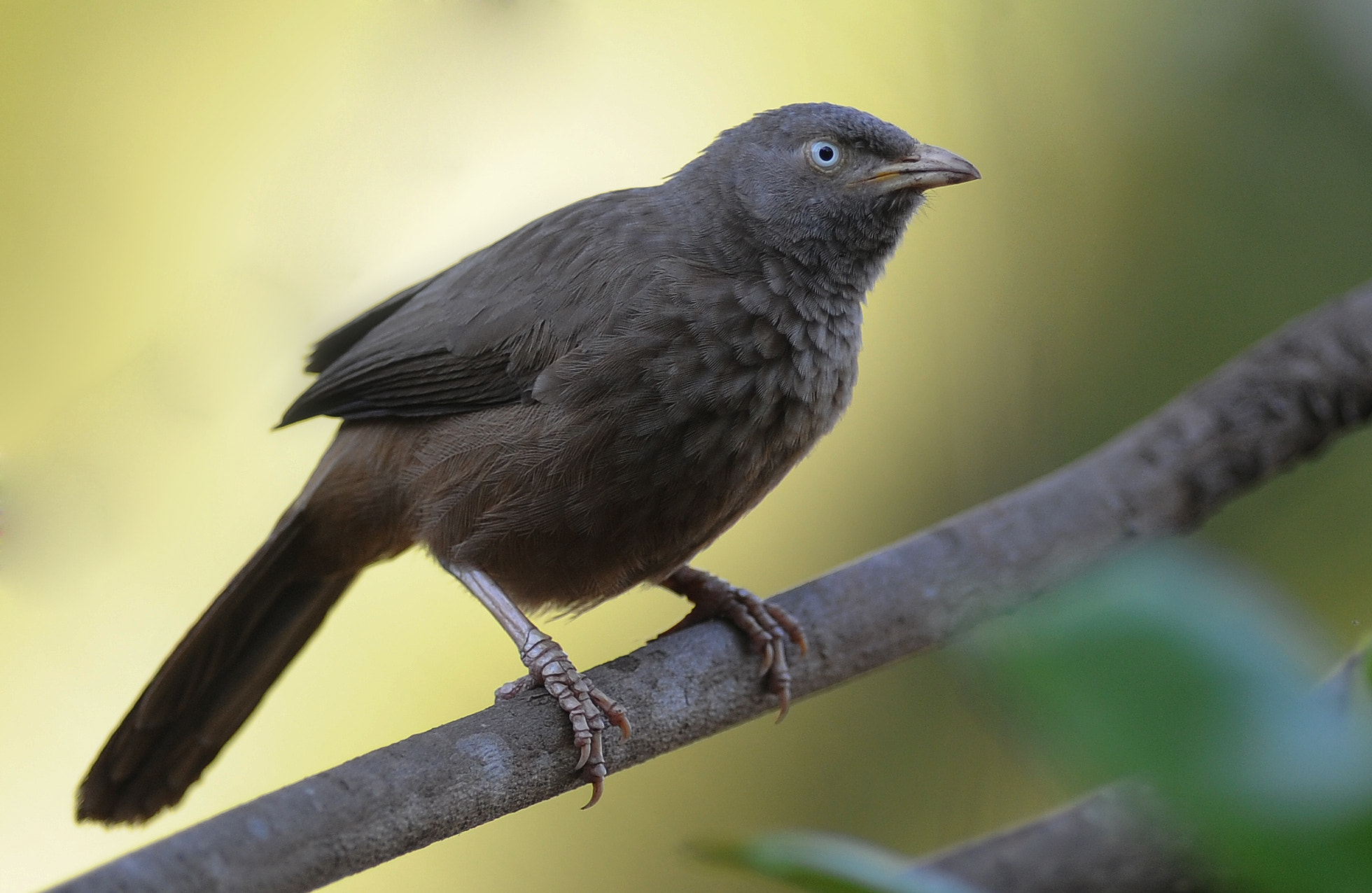 Nikon AF-S Nikkor 300mm F2.8G ED VR II sample photo. Angrey bird photography