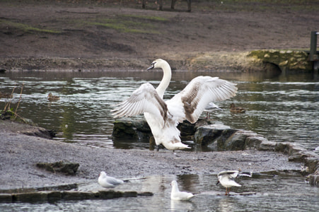 Sony Alpha DSLR-A450 sample photo. Baby swan 2 photography