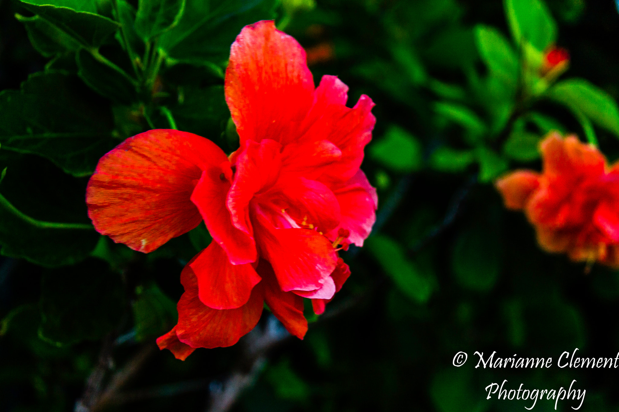 Canon EF-S 17-85mm F4-5.6 IS USM sample photo. Evening beauty photography