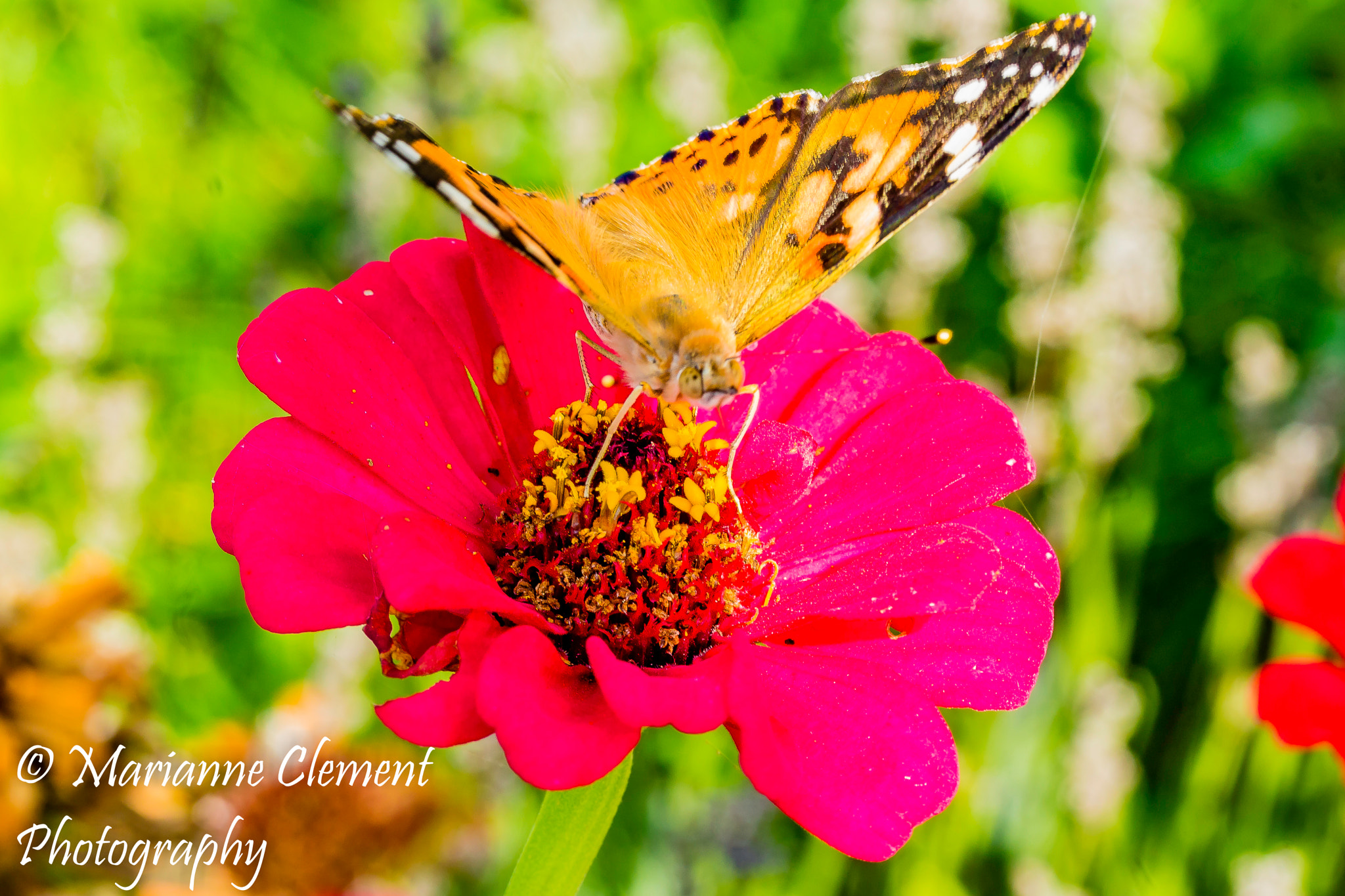 Canon EF-S 60mm F2.8 Macro USM sample photo. The painted lady of pelee island photography