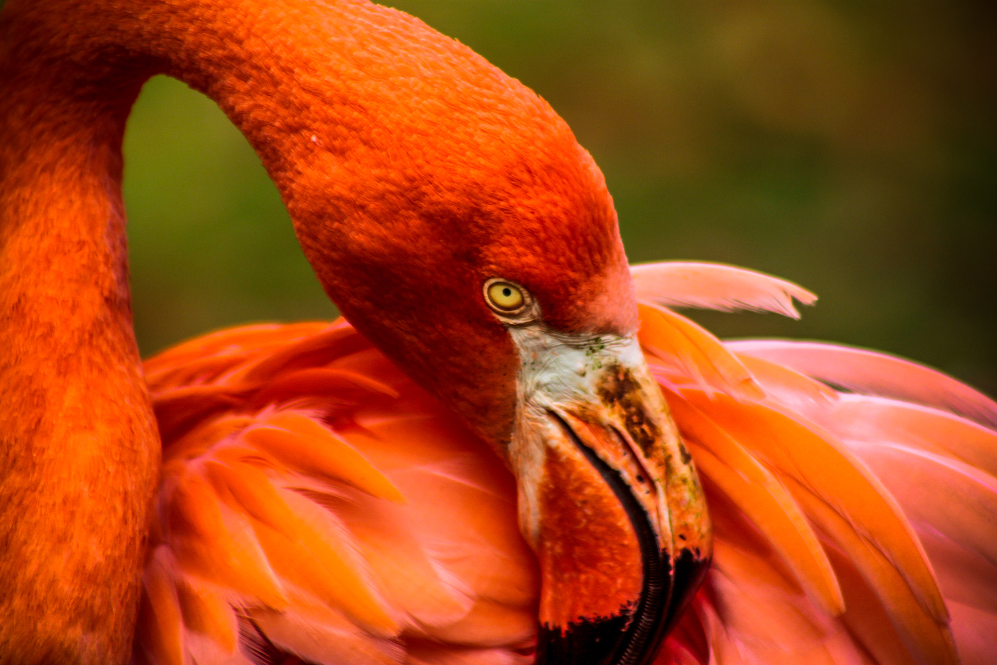 Canon EF 75-300mm f/4-5.6 USM sample photo. Flamingo photography