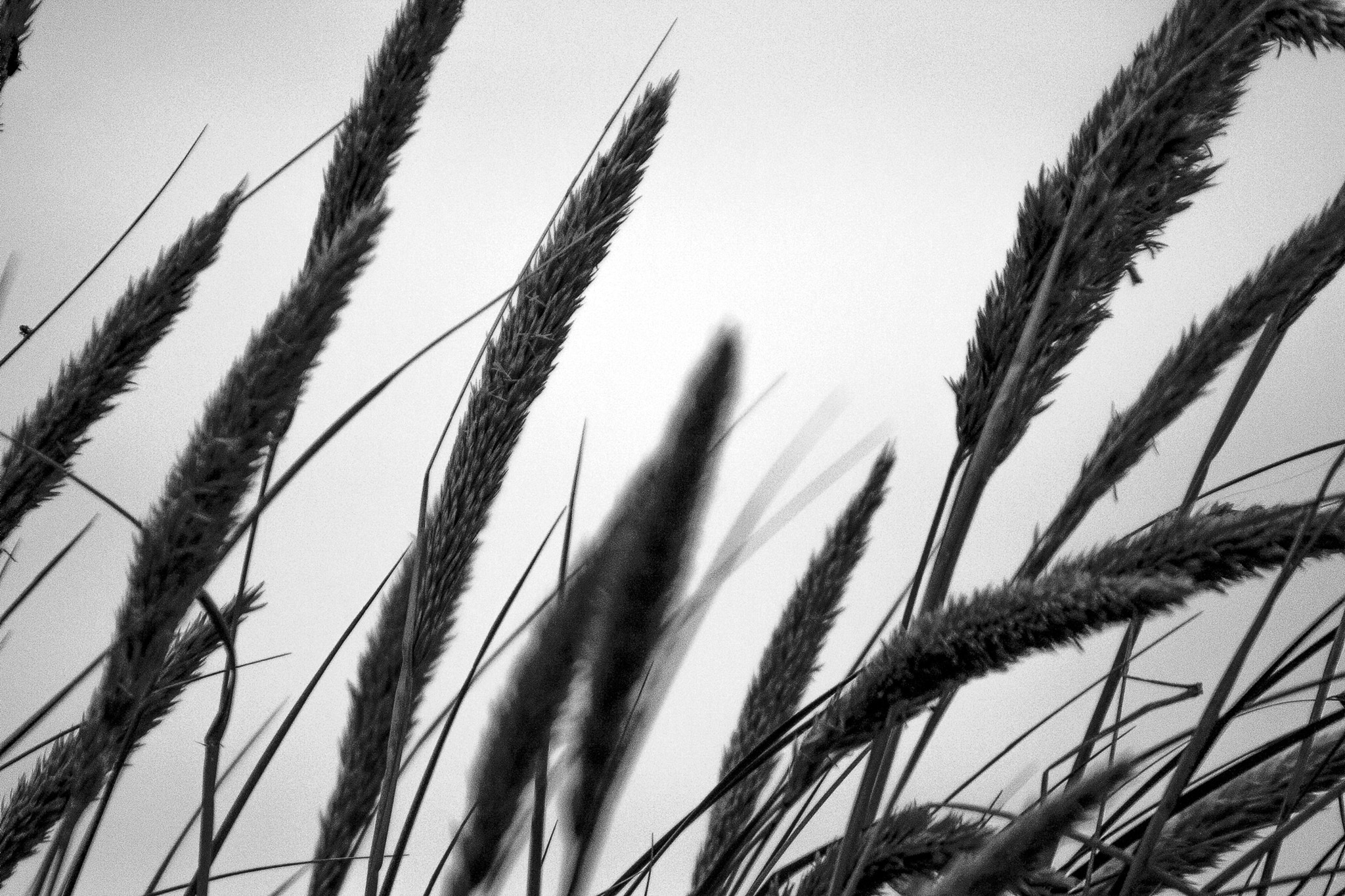 Canon EF 90-300mm F4.5-5.6 sample photo. Grass photography