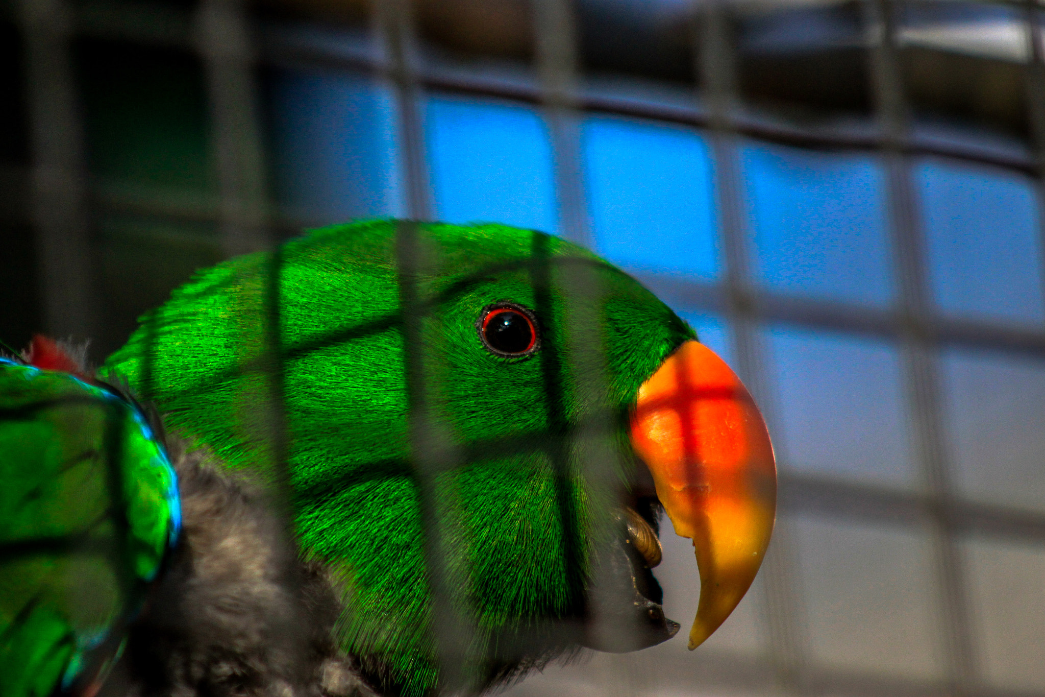 Canon EF 75-300mm f/4-5.6 USM sample photo. Parrot photography