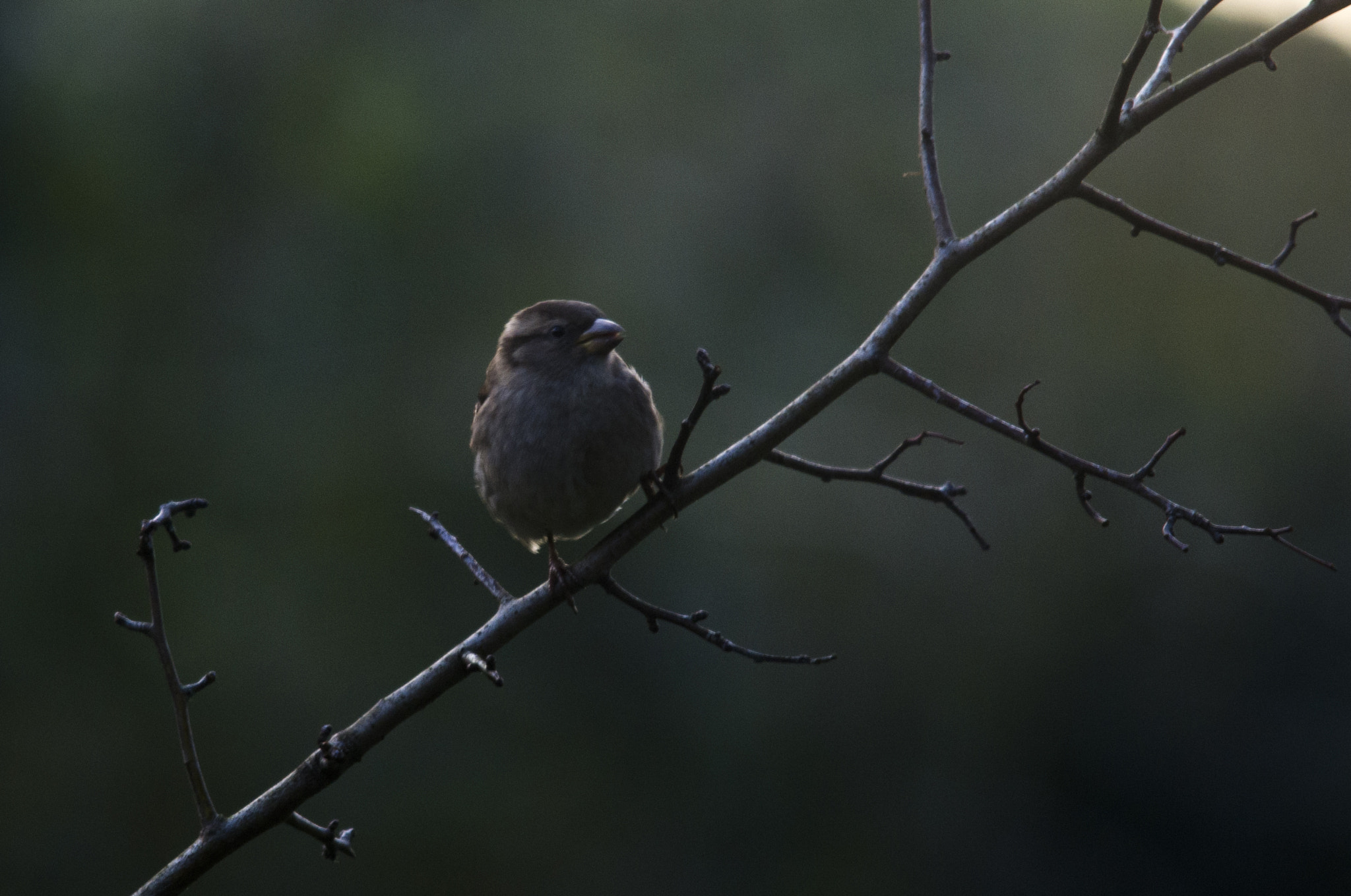 Pentax K-x + Sigma 150-500mm F5-6.3 DG OS HSM sample photo. Sparrow photography