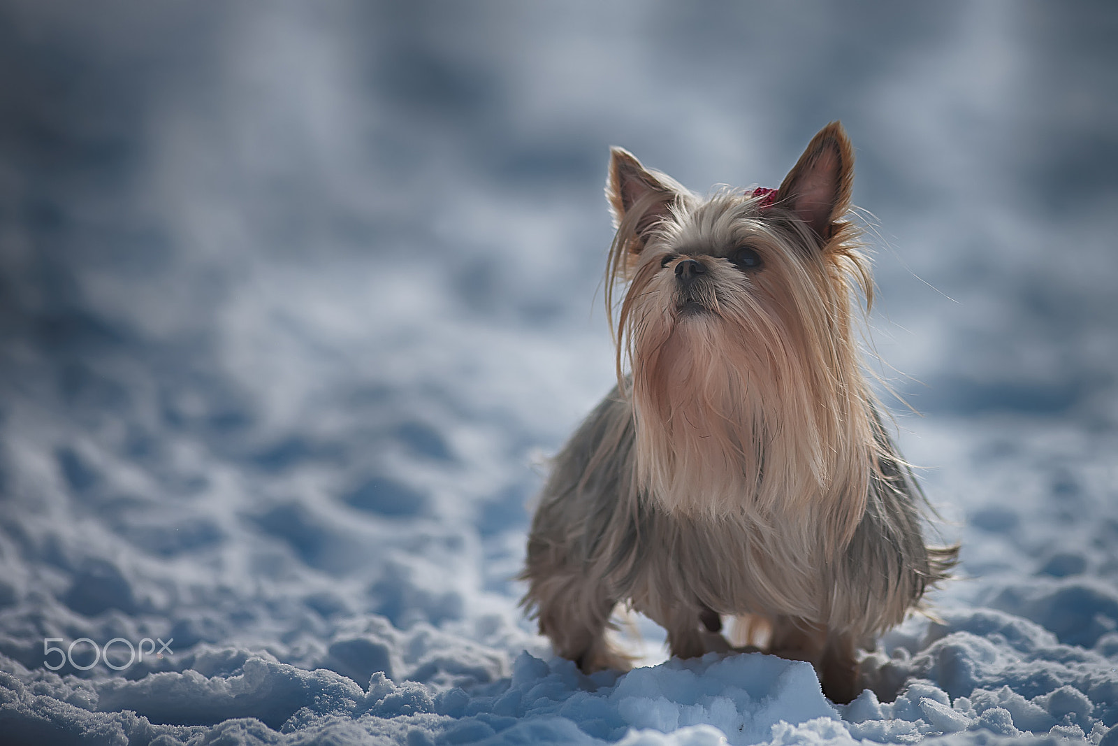 Canon EF 200mm f/1.8L sample photo. Puppy photography