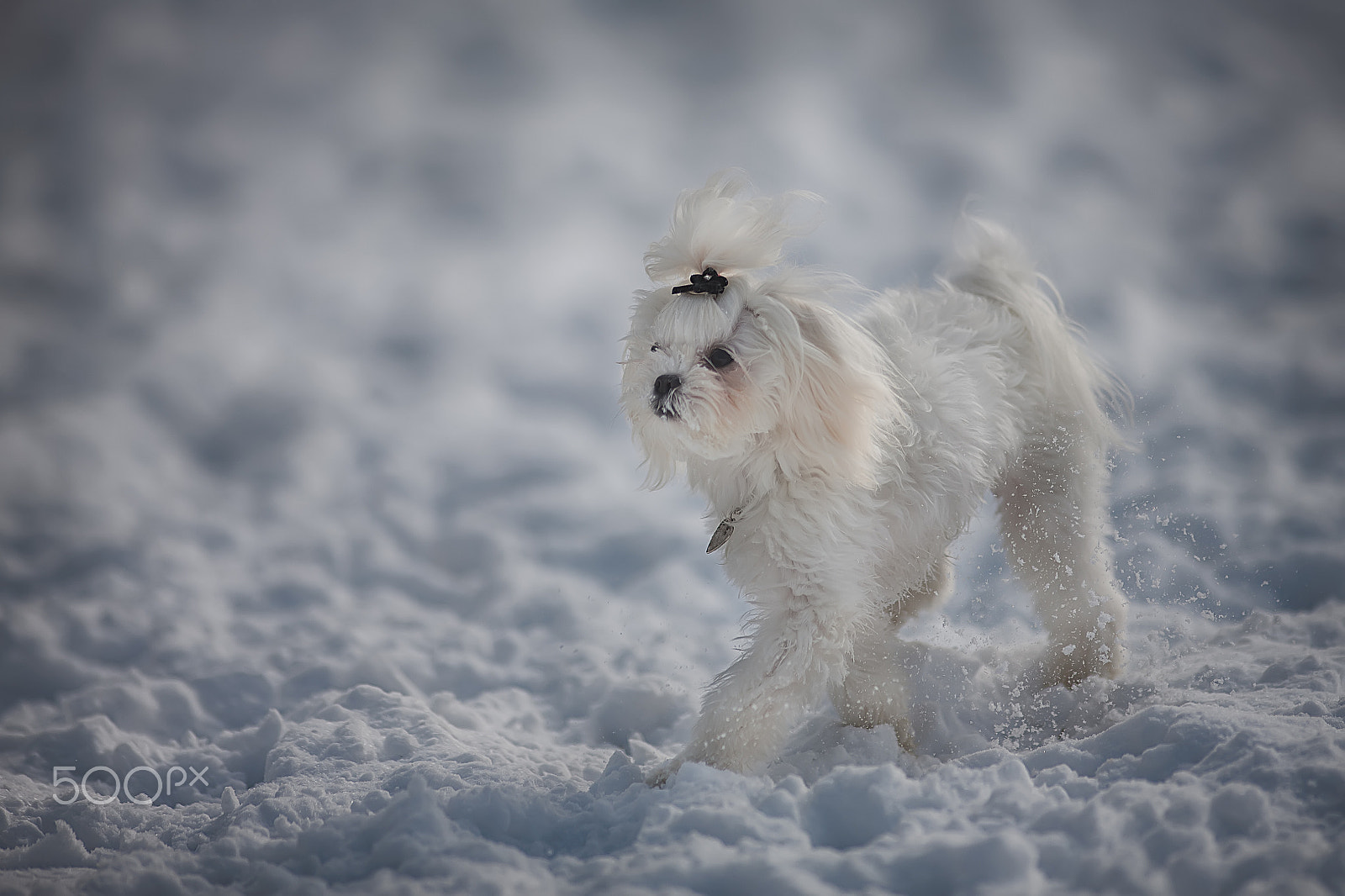 Canon EF 200mm f/1.8L sample photo. Puppy photography