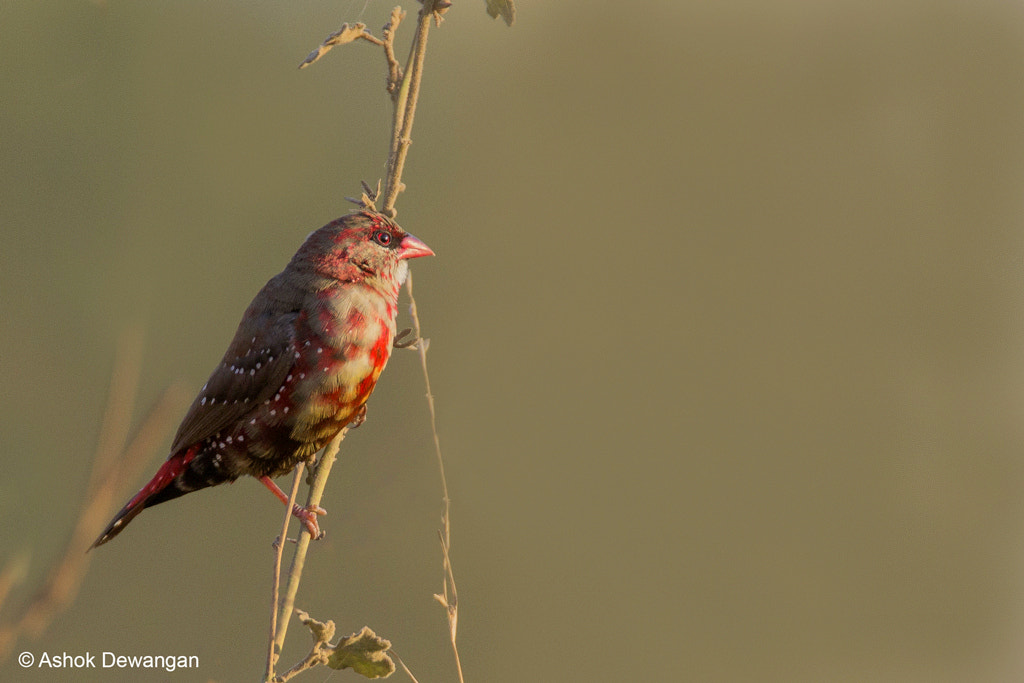Tamron SP 150-600mm F5-6.3 Di VC USD sample photo. Red adavadat photography