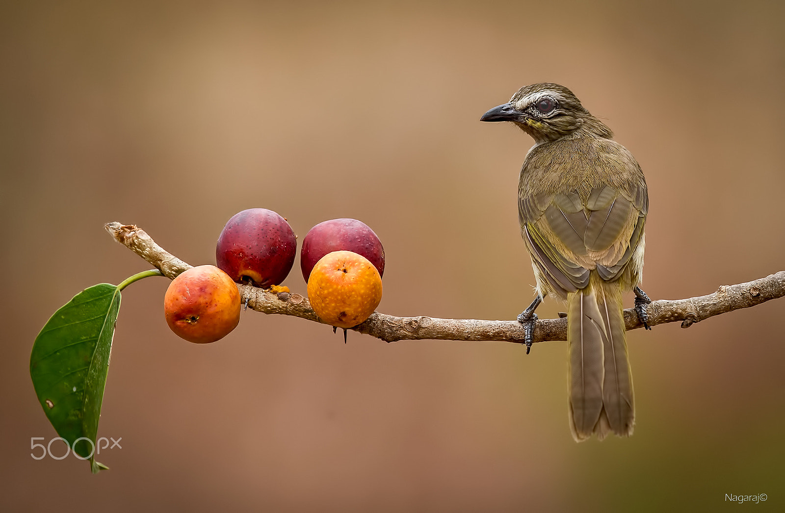 Nikon D4S + Nikon AF-S Nikkor 500mm F4G ED VR sample photo. Yummy photography