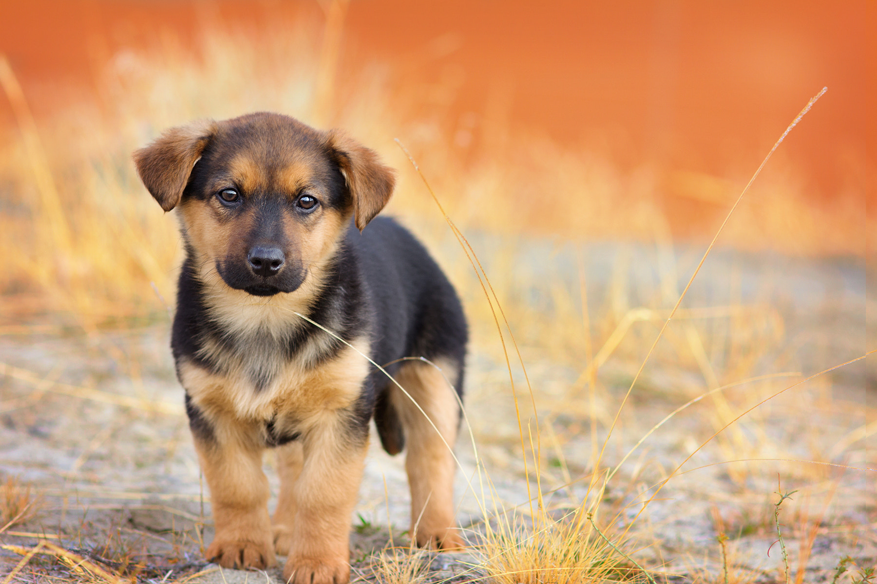 Sigma 85mm F1.4 EX DG HSM sample photo. Rescue puppy photography