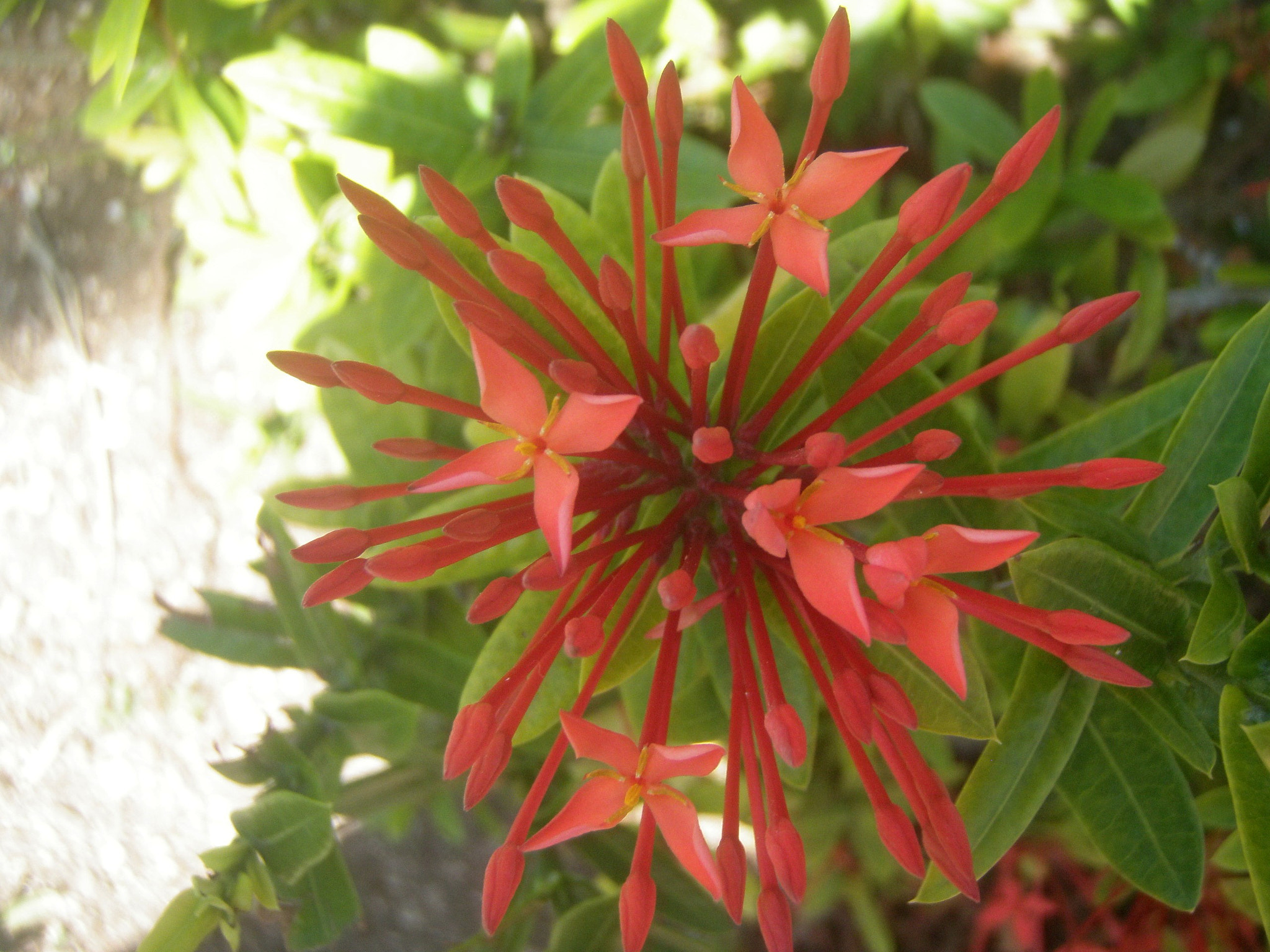 Olympus u1050SW,S1050SW sample photo. Flower photography