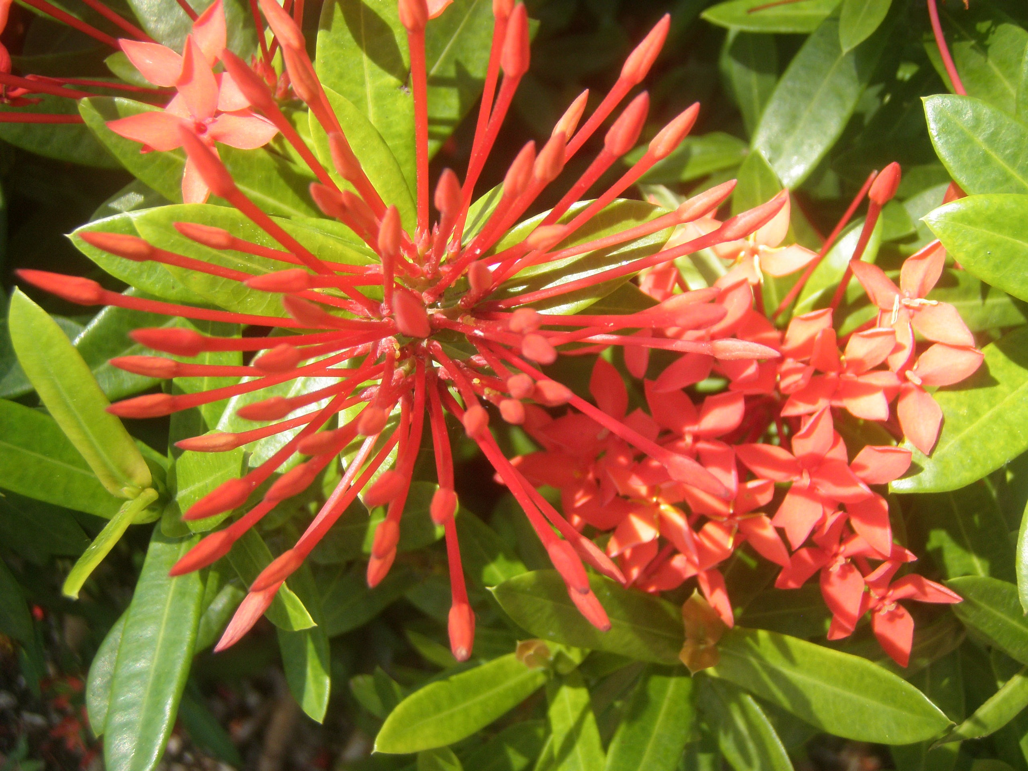 Olympus u1050SW,S1050SW sample photo. Mexico walk from resort to playa del carmen flowers mar photography