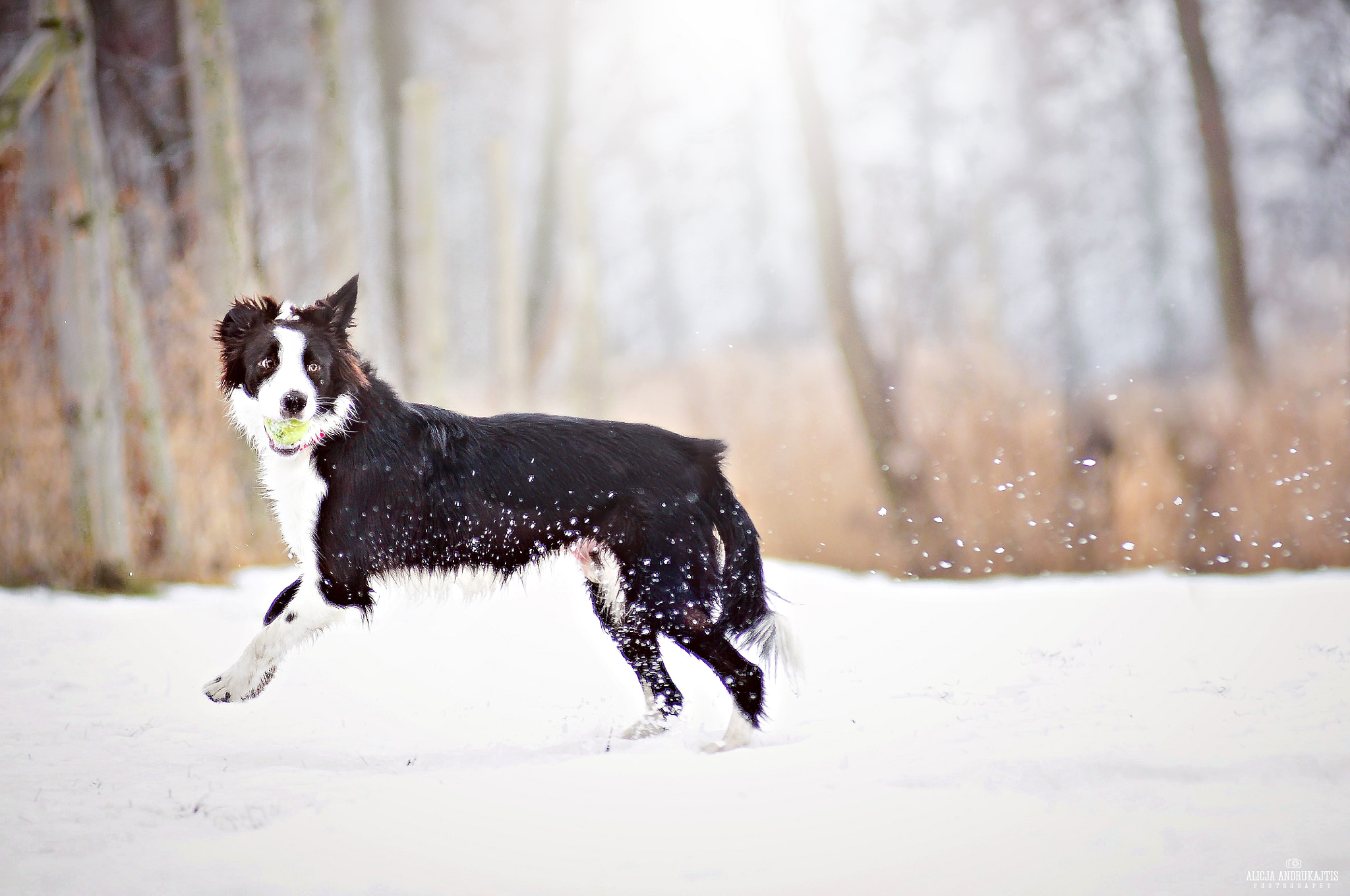 AF Zoom-Nikkor 80-200mm f/2.8 ED sample photo. Run kefir! photography