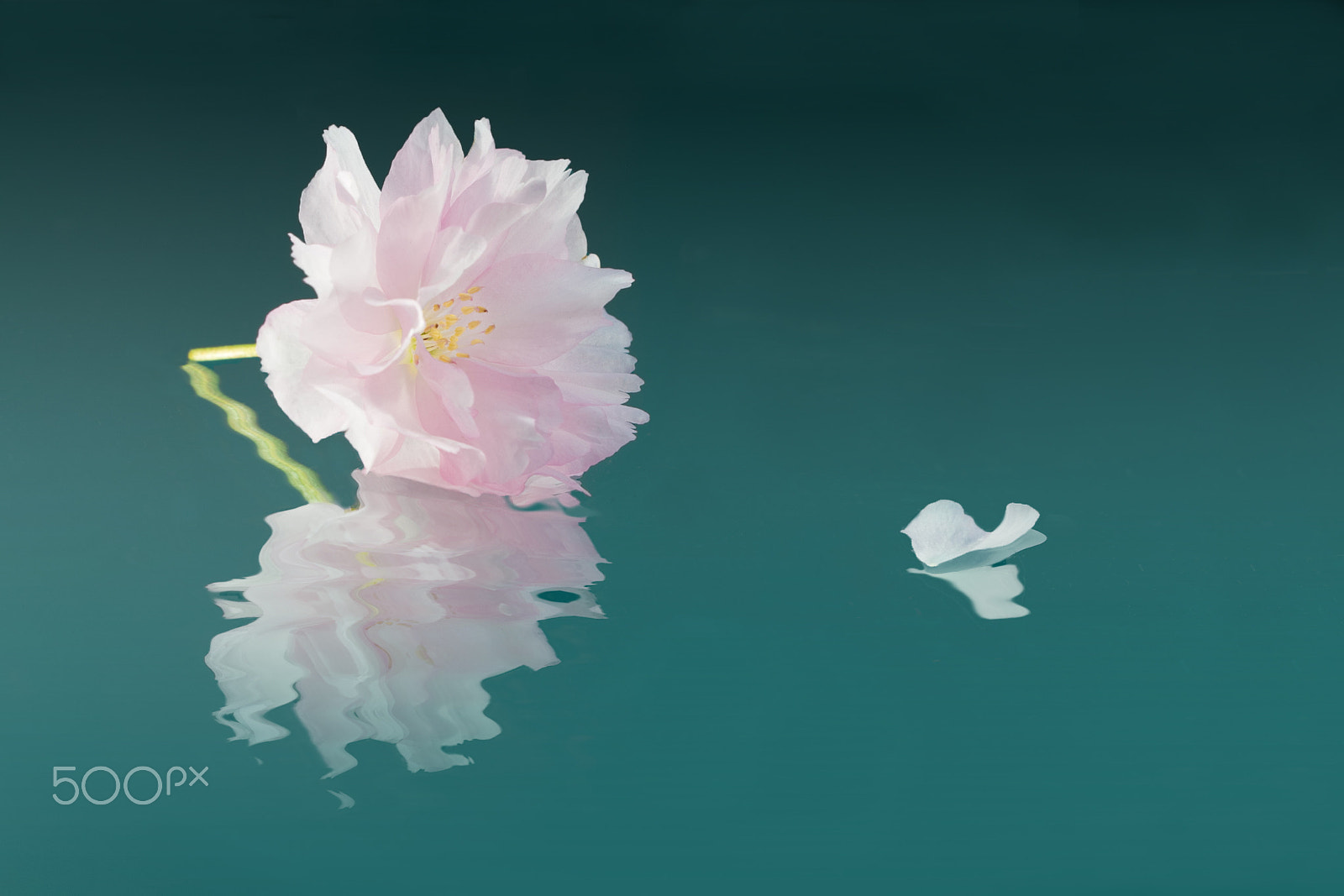 Canon EOS 60D + Canon EF 100mm F2.8 Macro USM sample photo. Cherry blossom photography