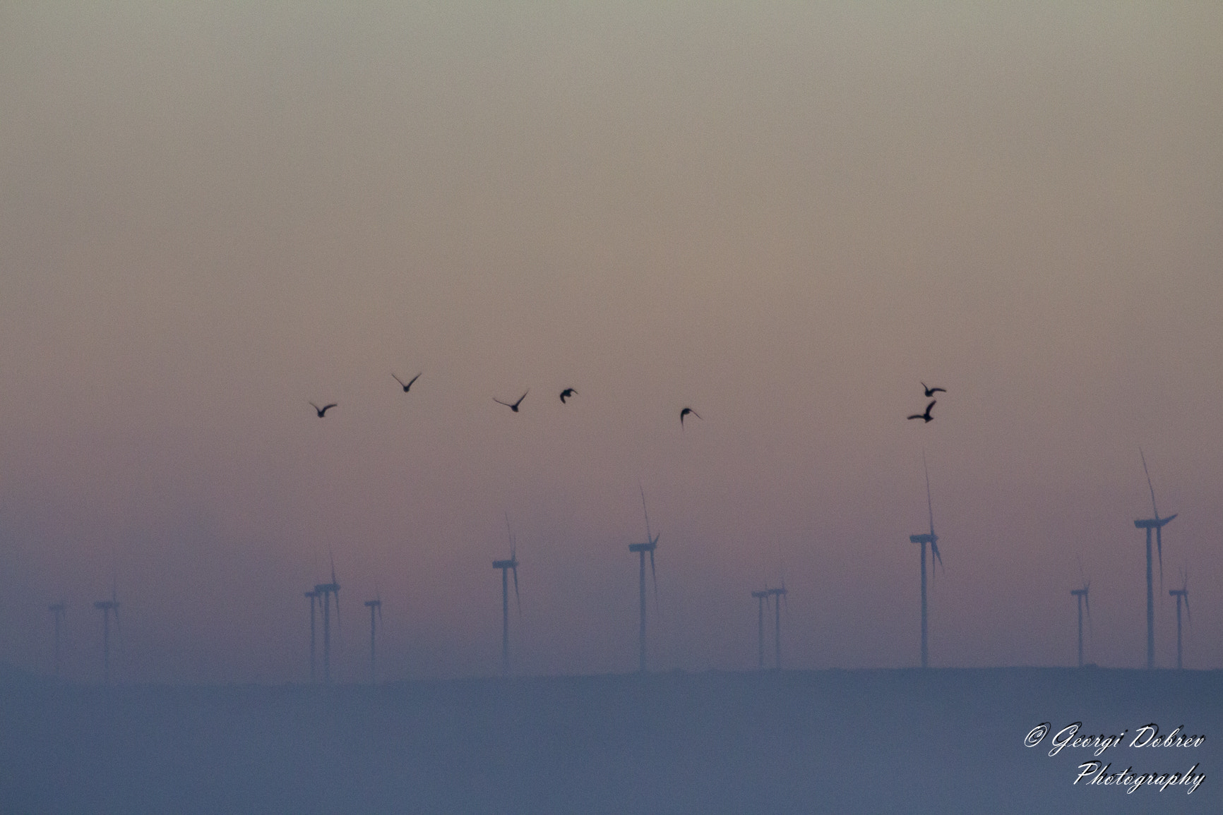 Sigma 70-300mm F4-5.6 APO DG Macro sample photo. Pájaros entre la niebla y atardecer al unísono photography