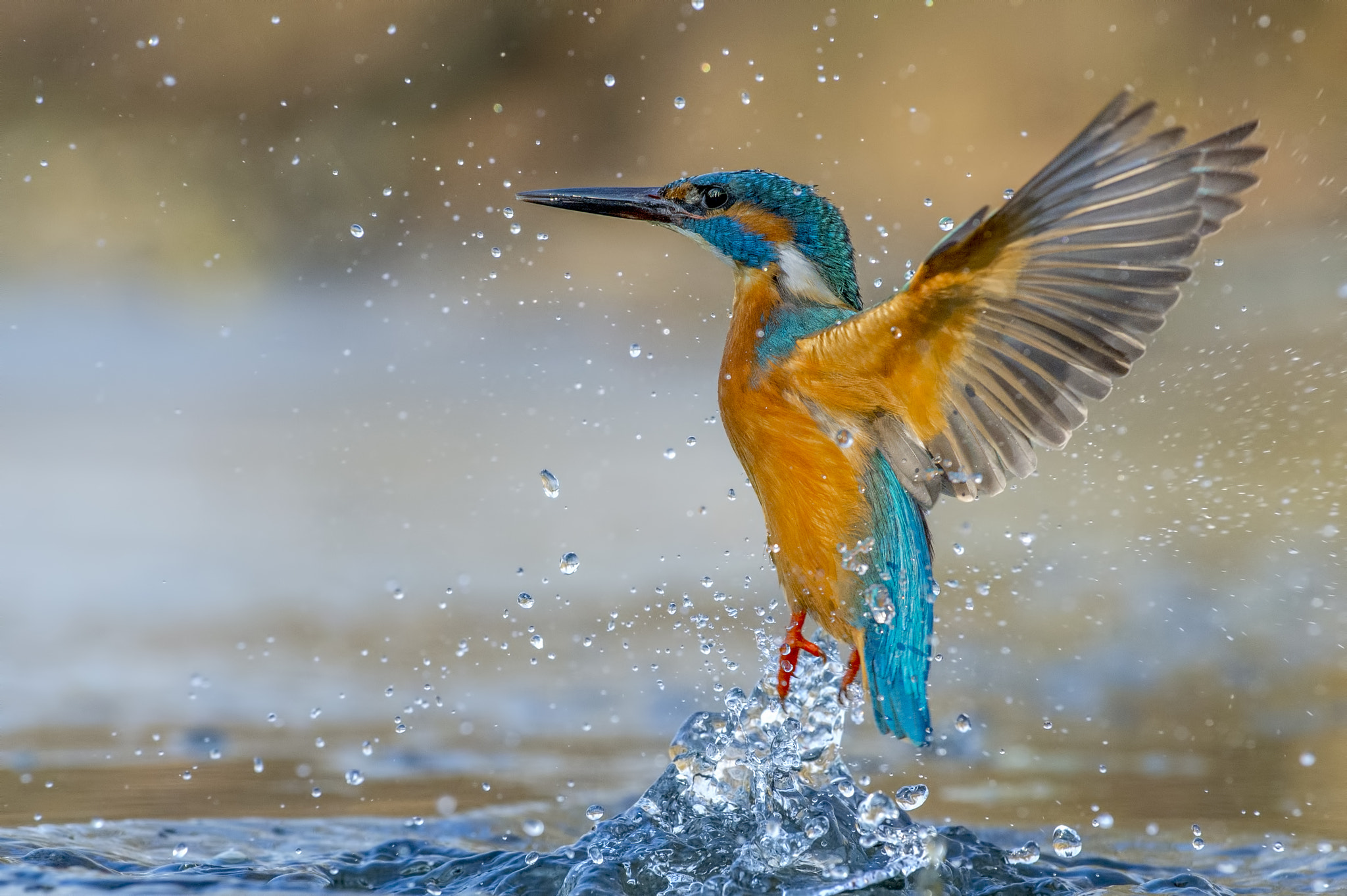 Nikon AF-S Nikkor 70-200mm F4G ED VR sample photo. Water angel photography