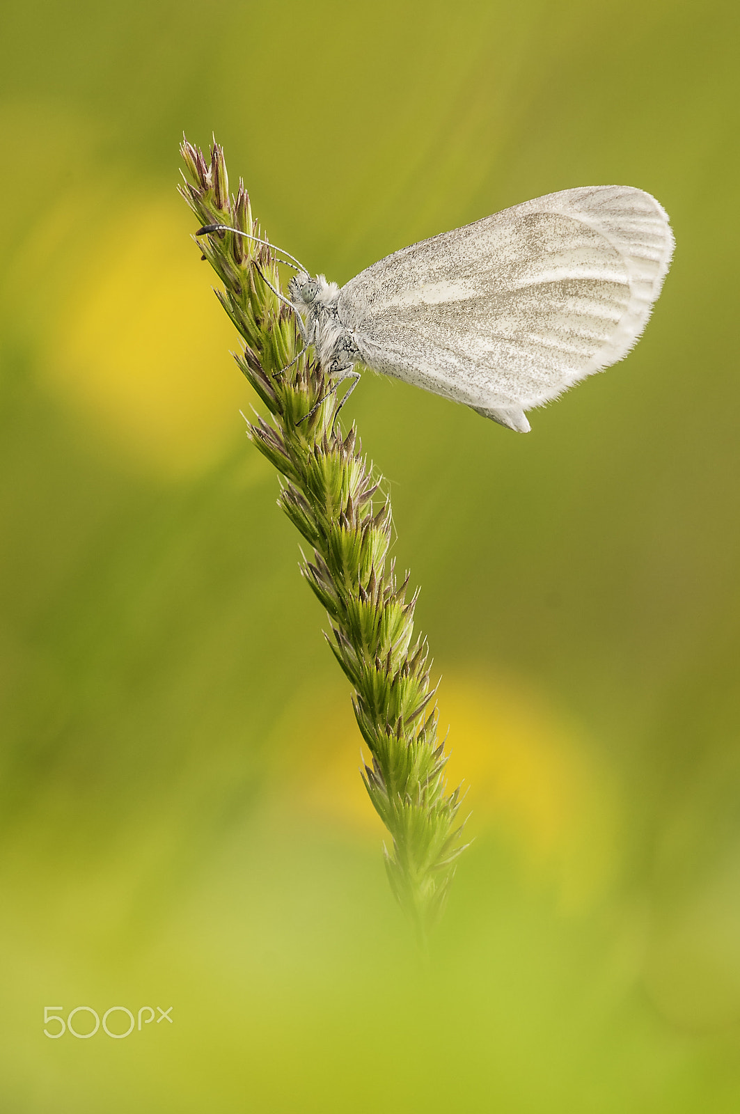 Sigma 150mm F2.8 EX DG Macro HSM sample photo. Green-veined white (rapsweißling) photography
