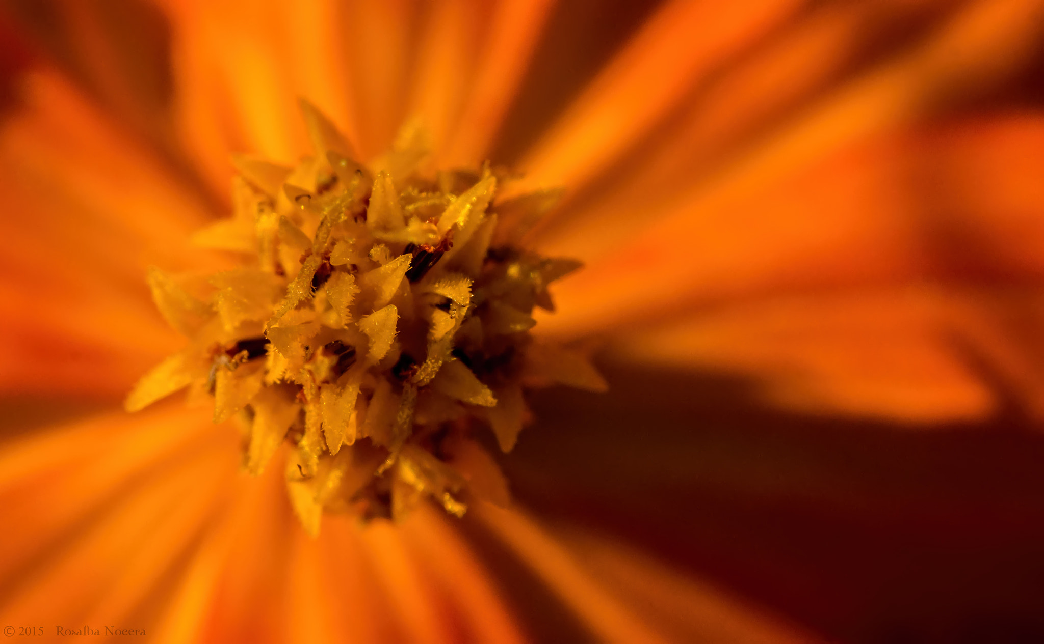 Sony SLT-A58 + Sigma AF 105mm F2.8 EX [DG] Macro sample photo. Heart photography