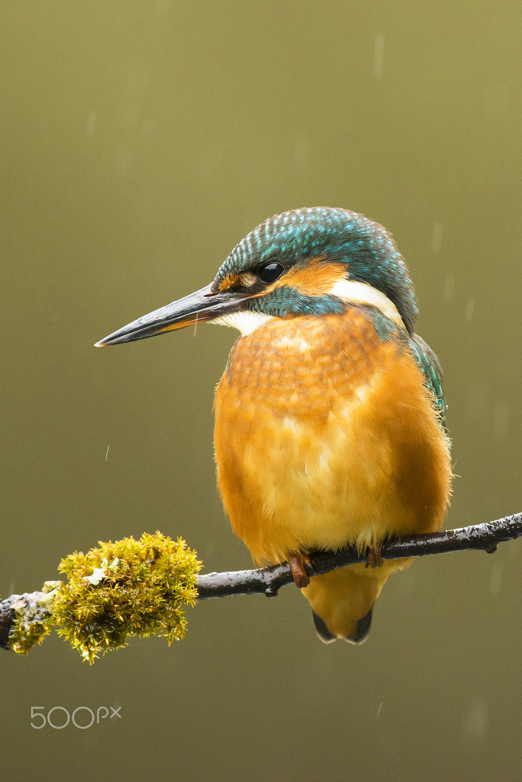 Nikon D800E + Nikon AF-S Nikkor 500mm F4G ED VR sample photo. Rain!! photography